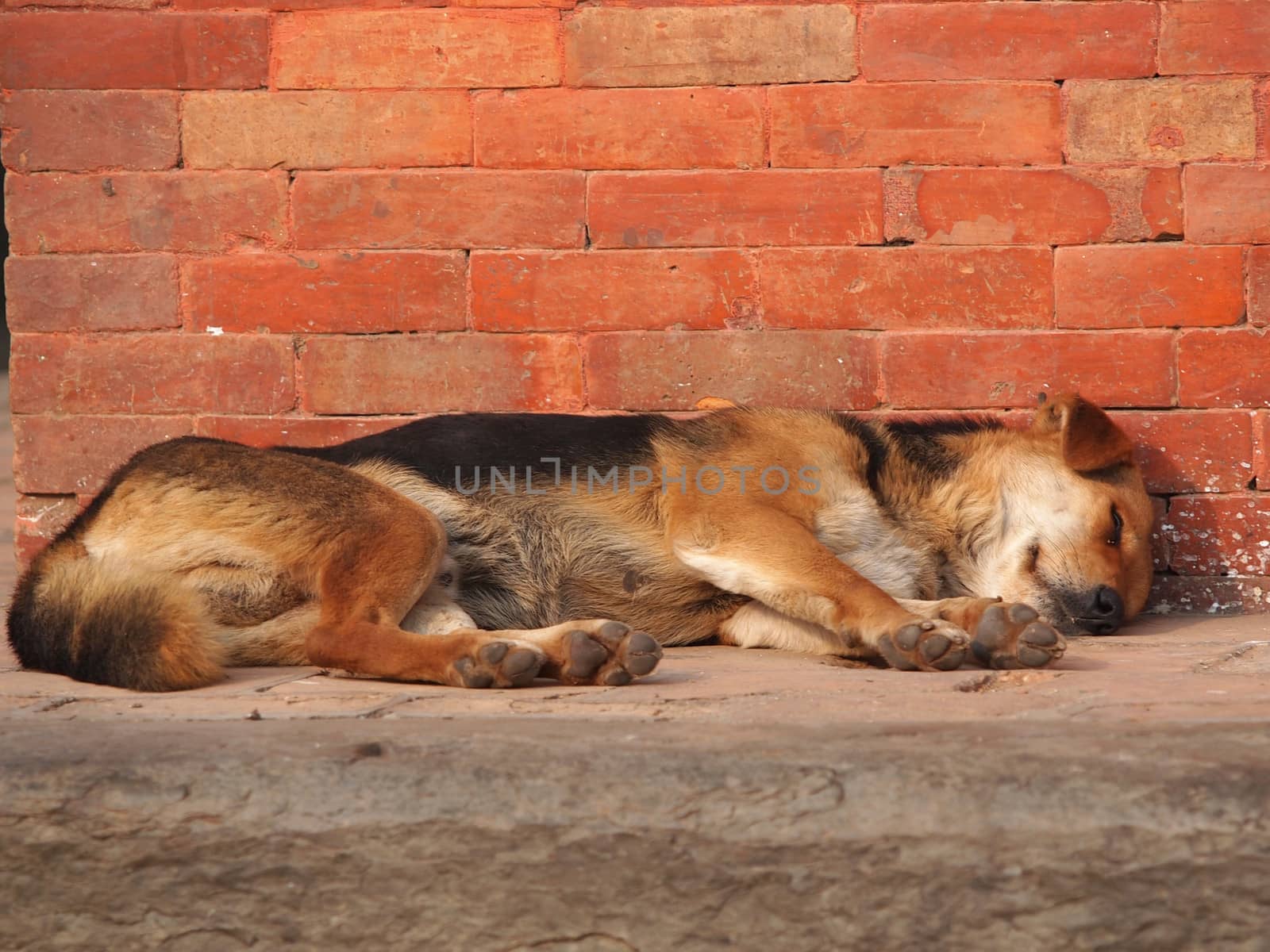 dog sleeping on the street near red brick wall     