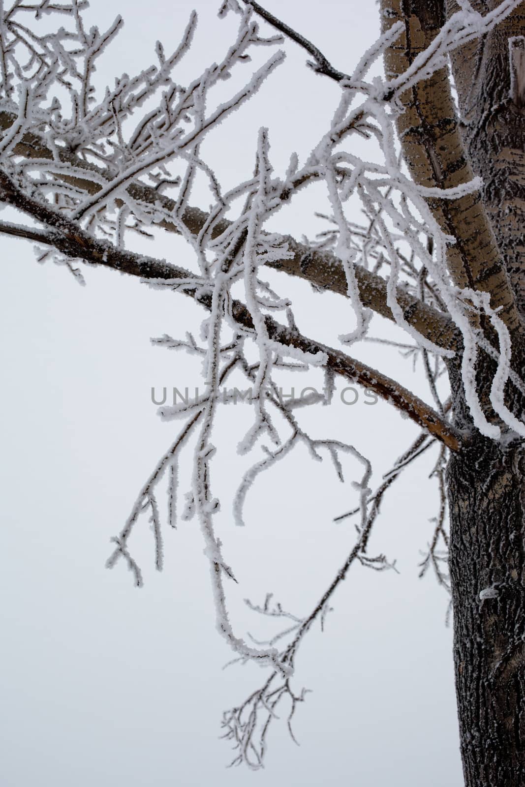 White and black tree in winter
