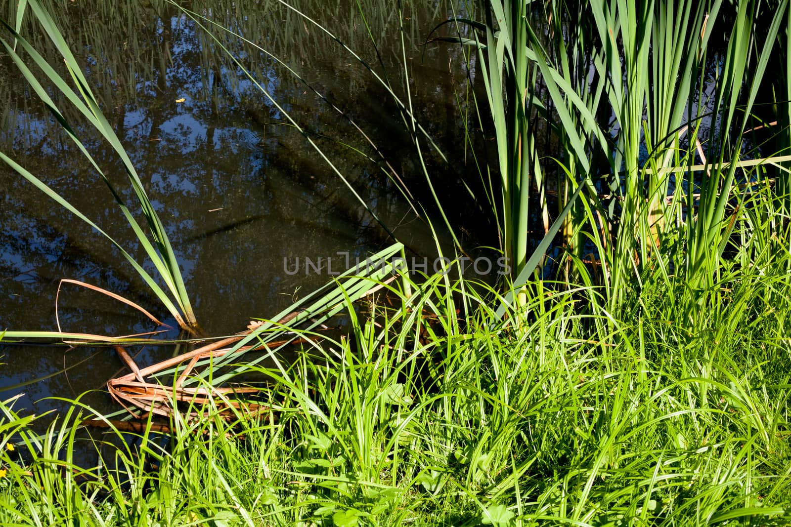 A small pond and green grass in summer day
