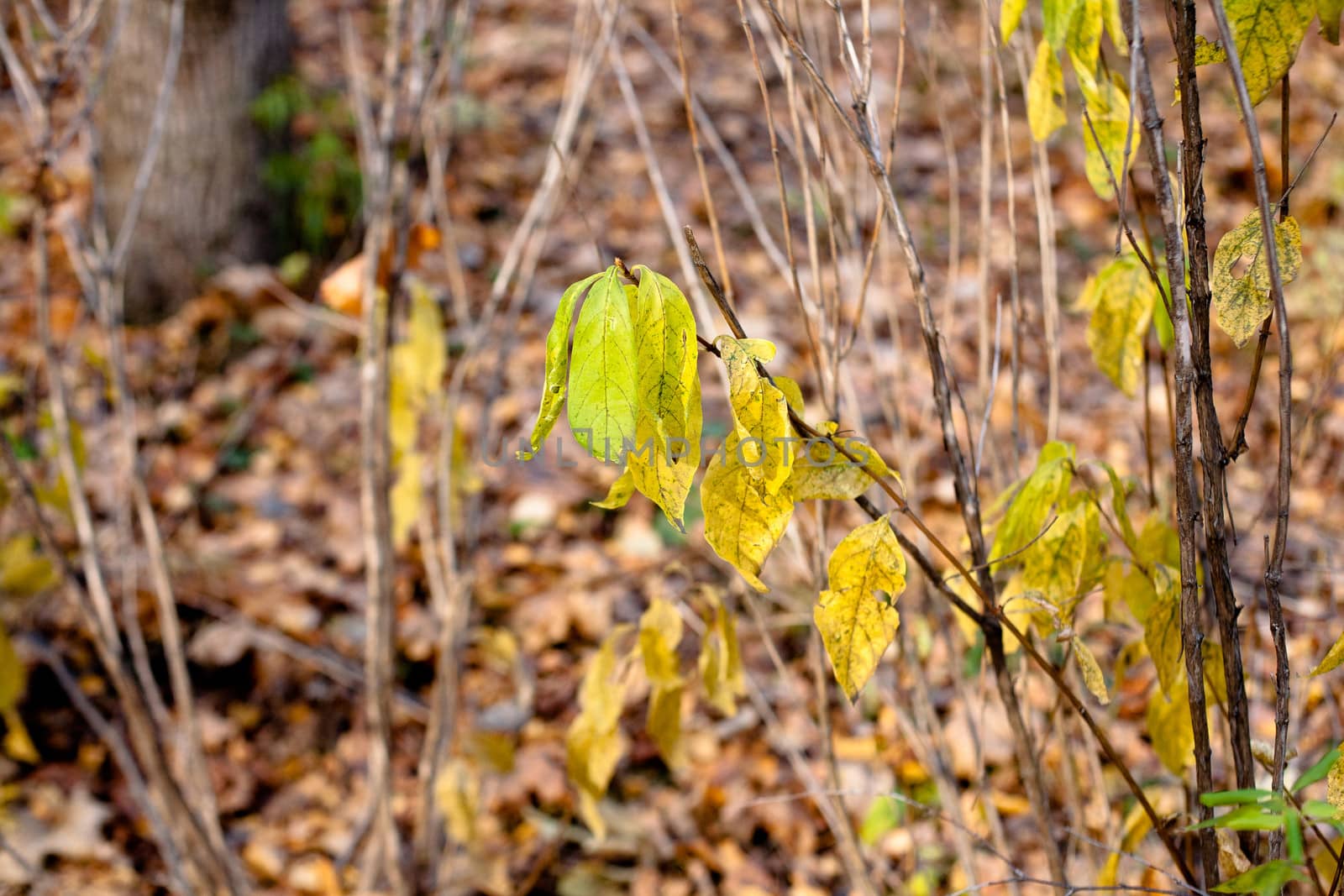 Yellow and green leaves on the bush in sunny day
