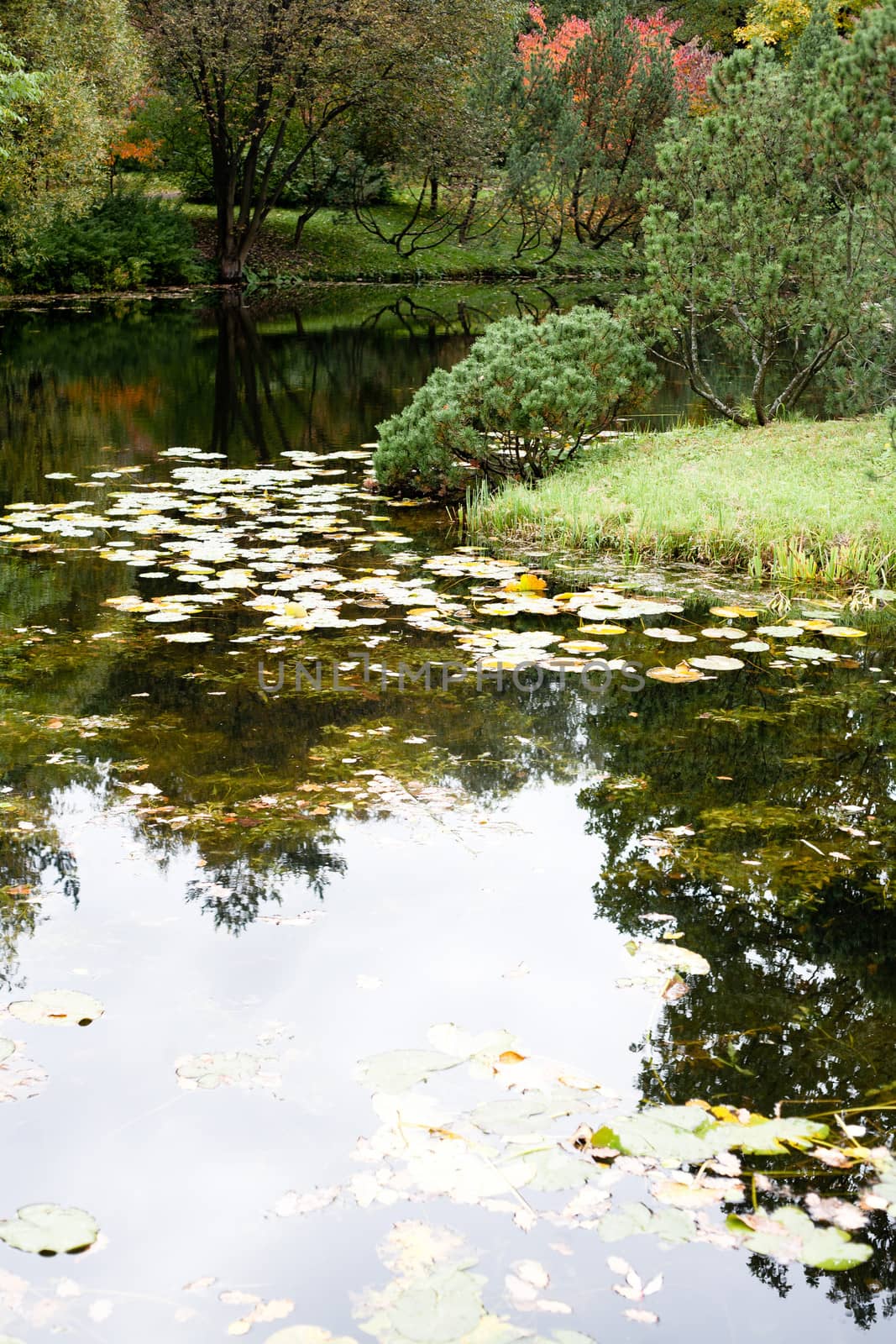 Water lilies and brown autumn leaves in a pond in the garden 

