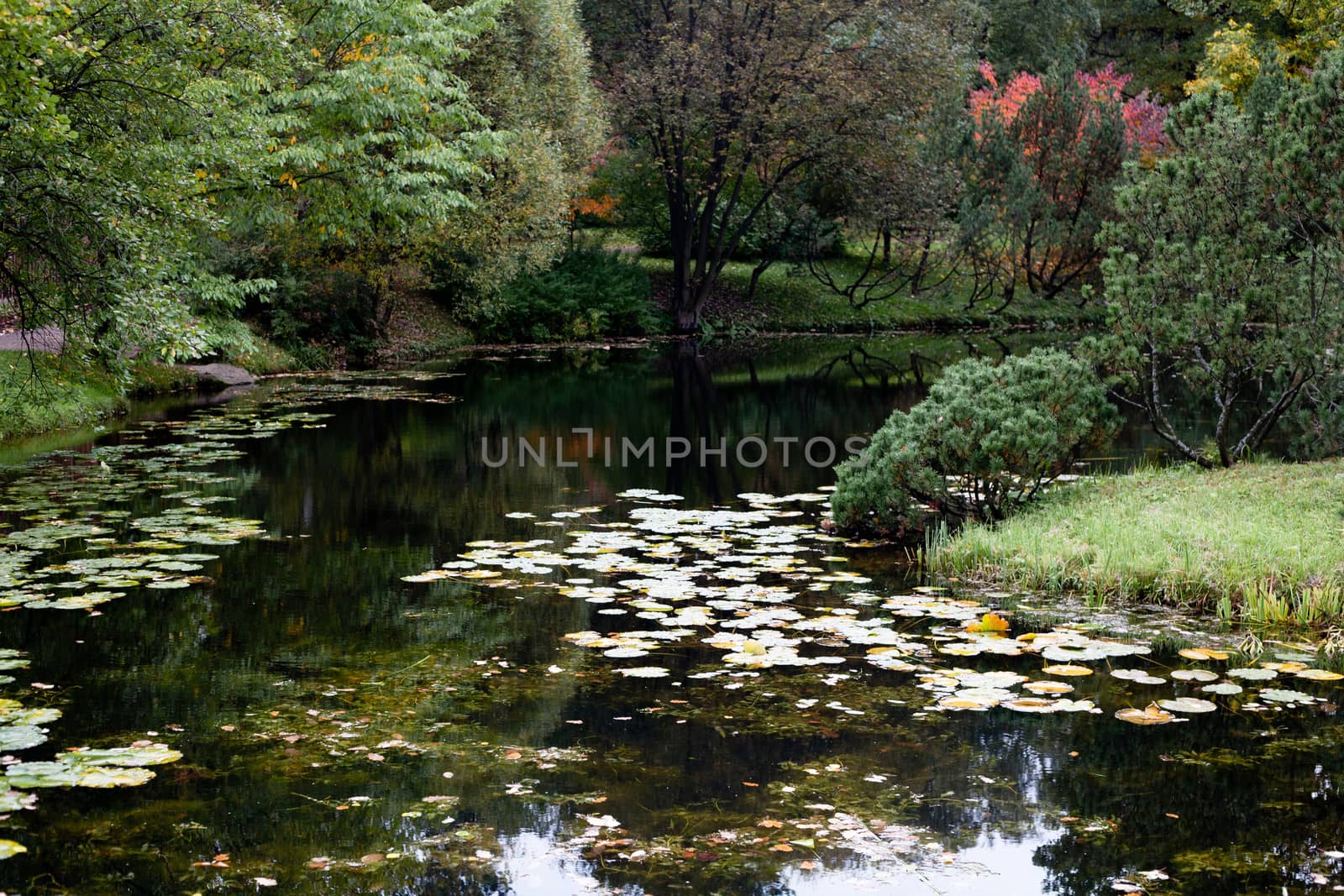 Water lilies and brown autumn leaves in a pond in the garden 
