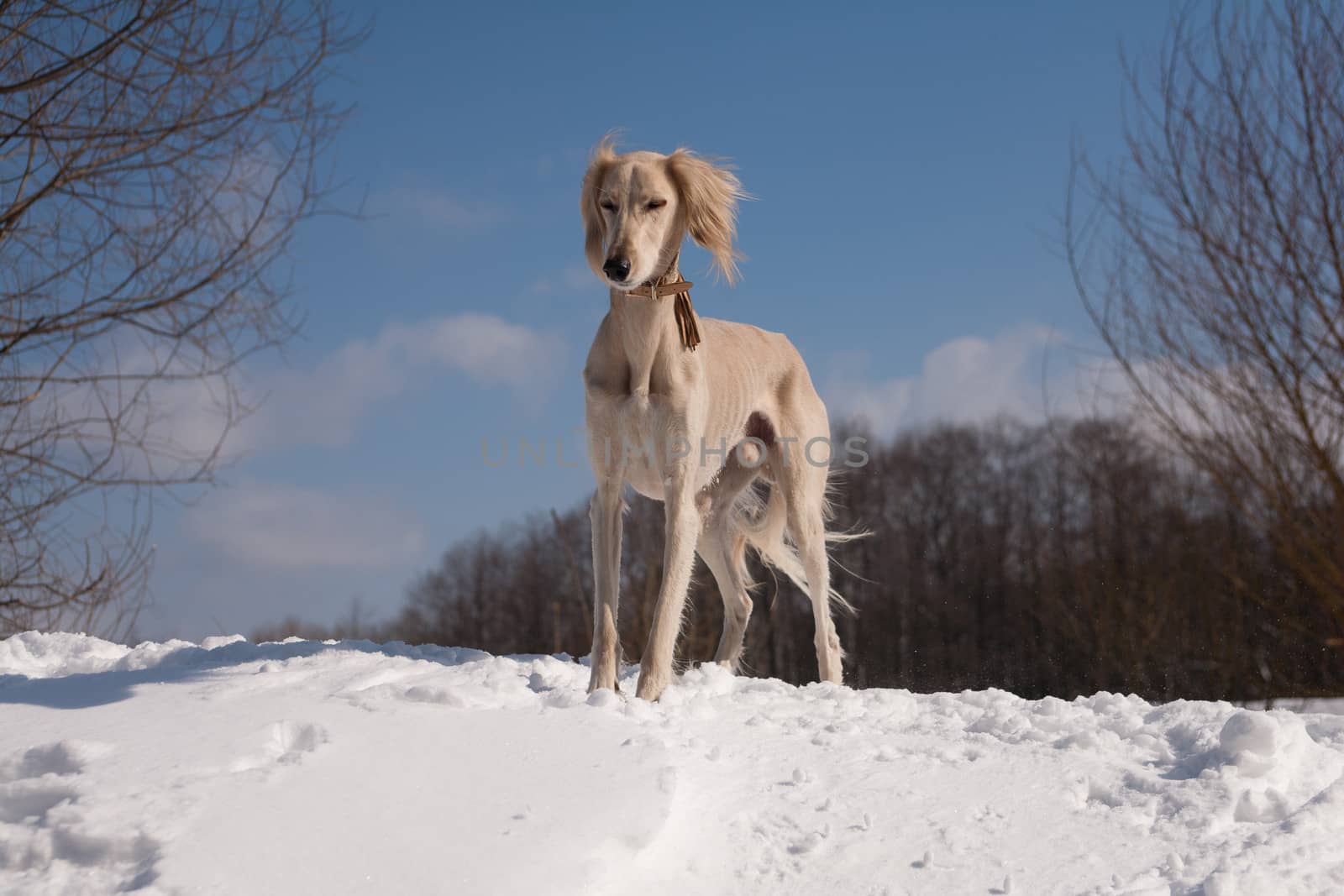 Standing saluki by foaloce