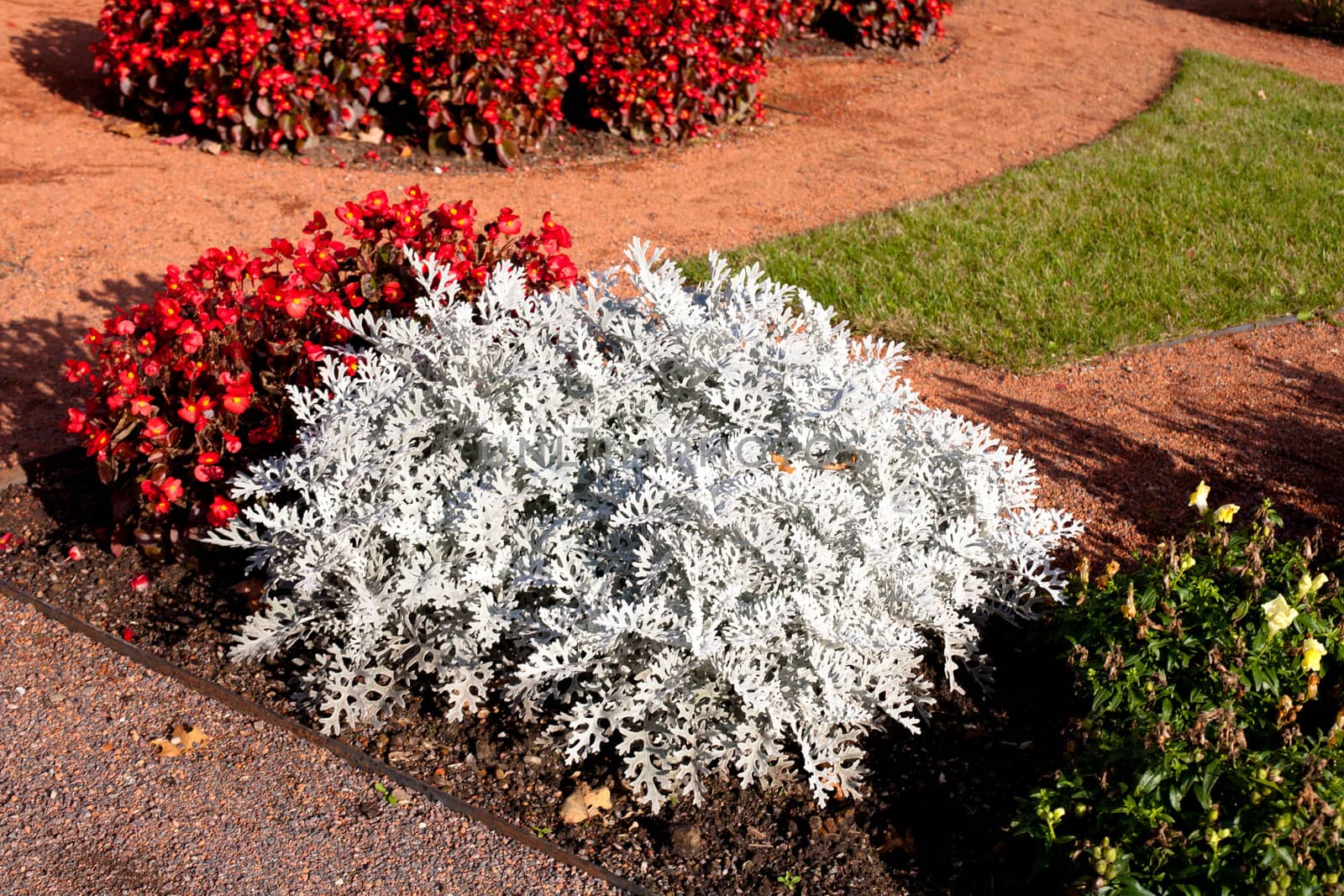 Red flowers and white bushes in the garden
