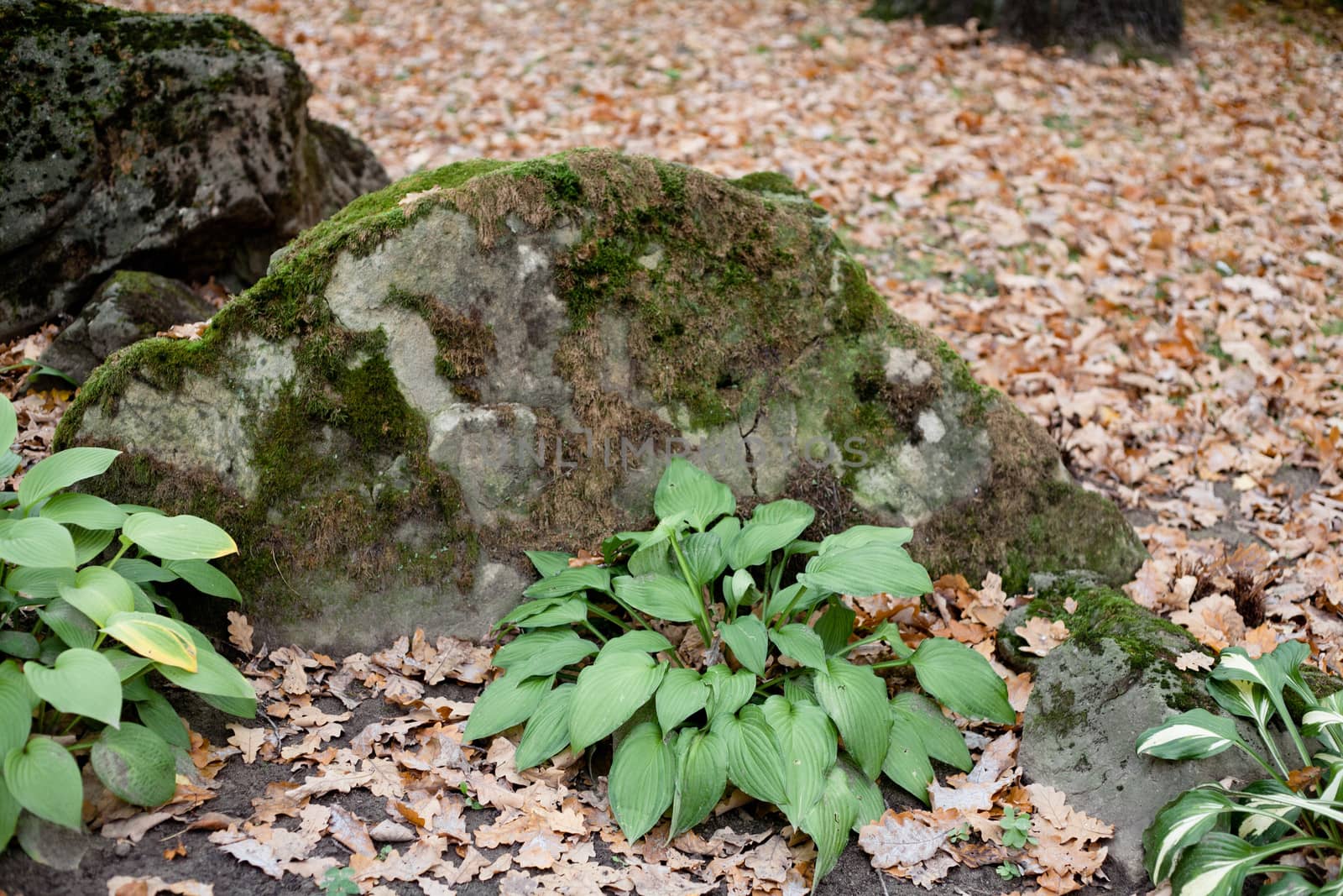 Green plants, stones and brown leaves
