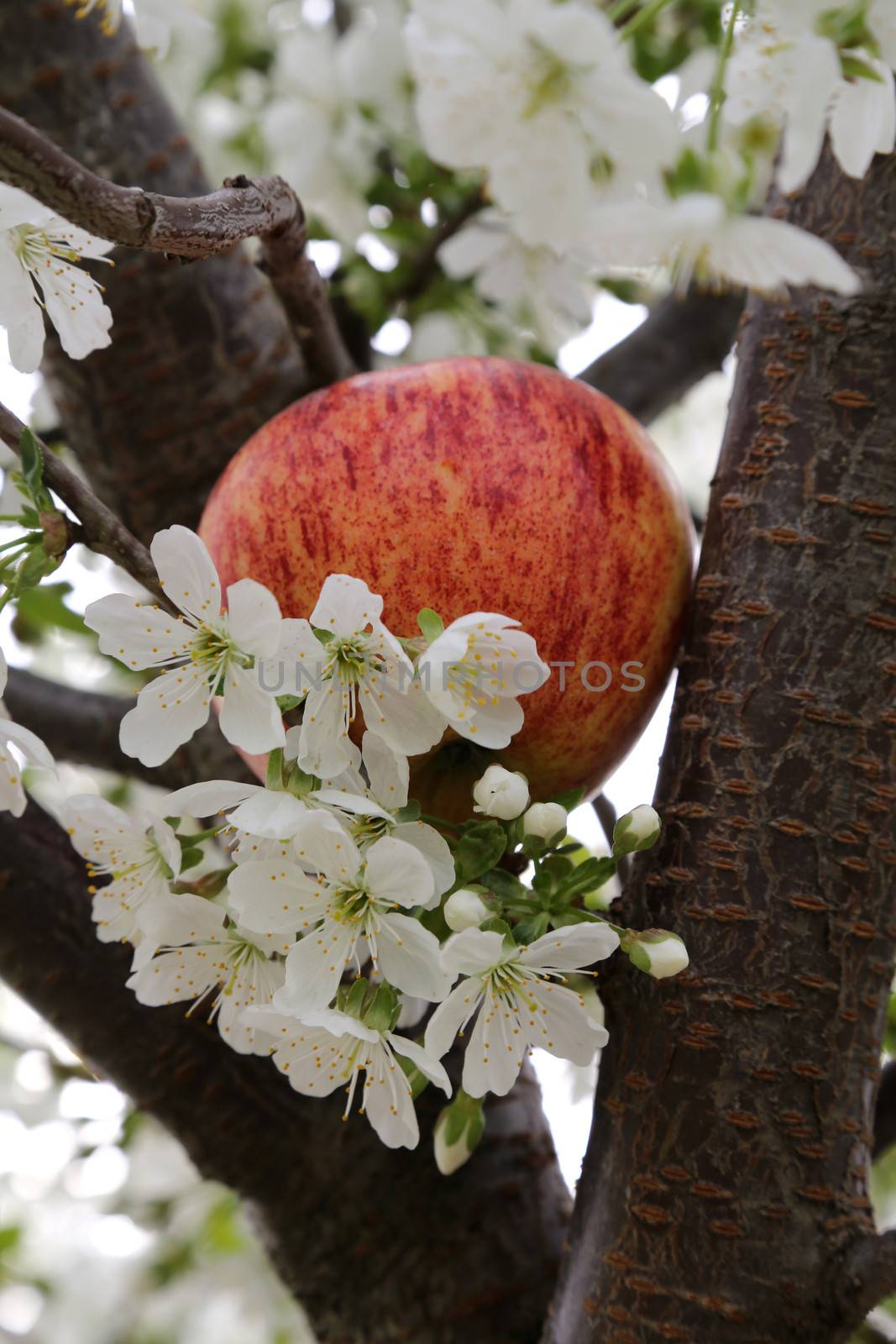 Apple Blossom - 17 by Kartouchken