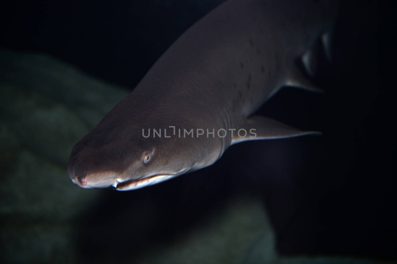 Close up shots of maine life in an aquarium