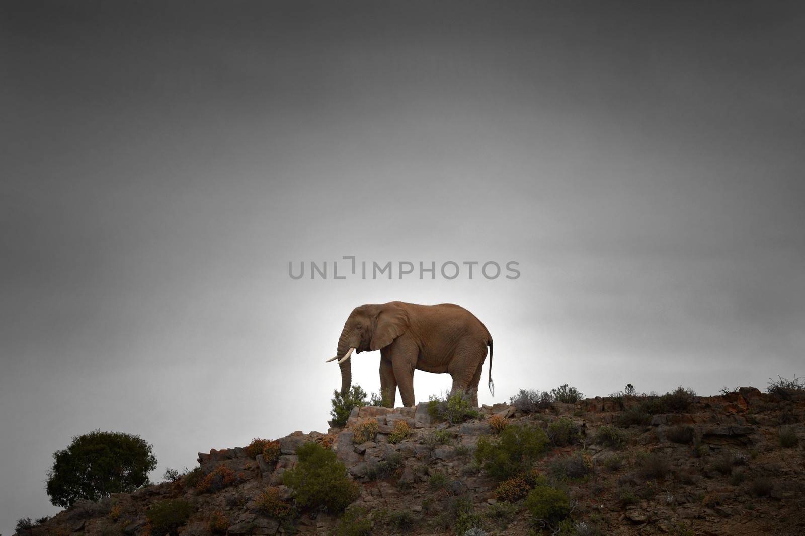 A shot of an Elephant while on safari