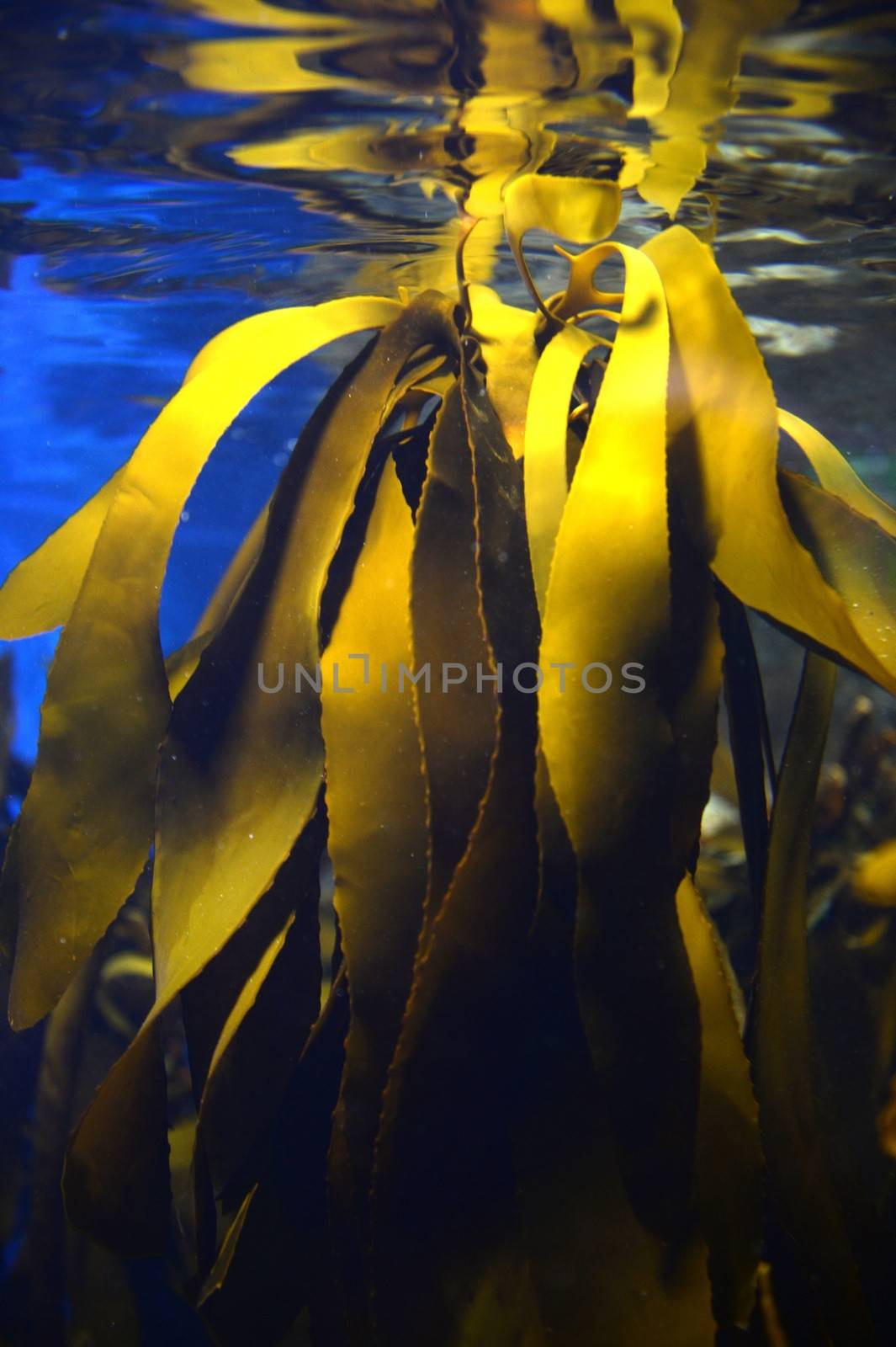 Underwater Aquaium by Kitch
