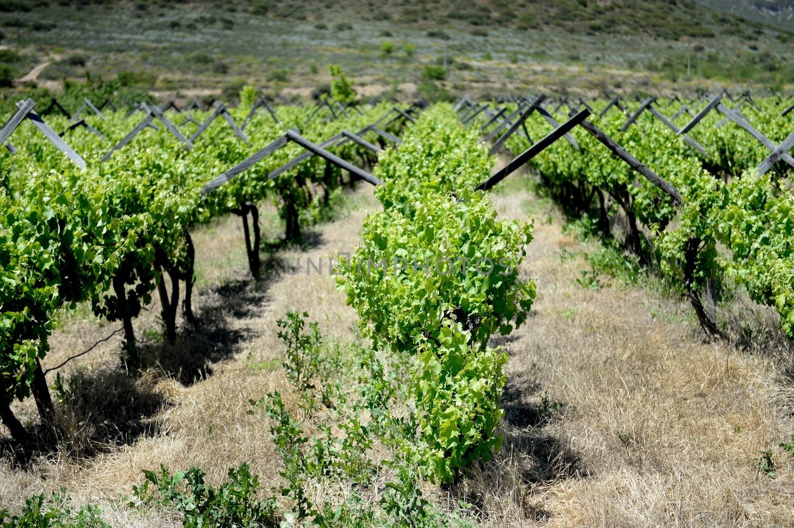 A scenic shot of the vineyards in the Montagu Mountain Range