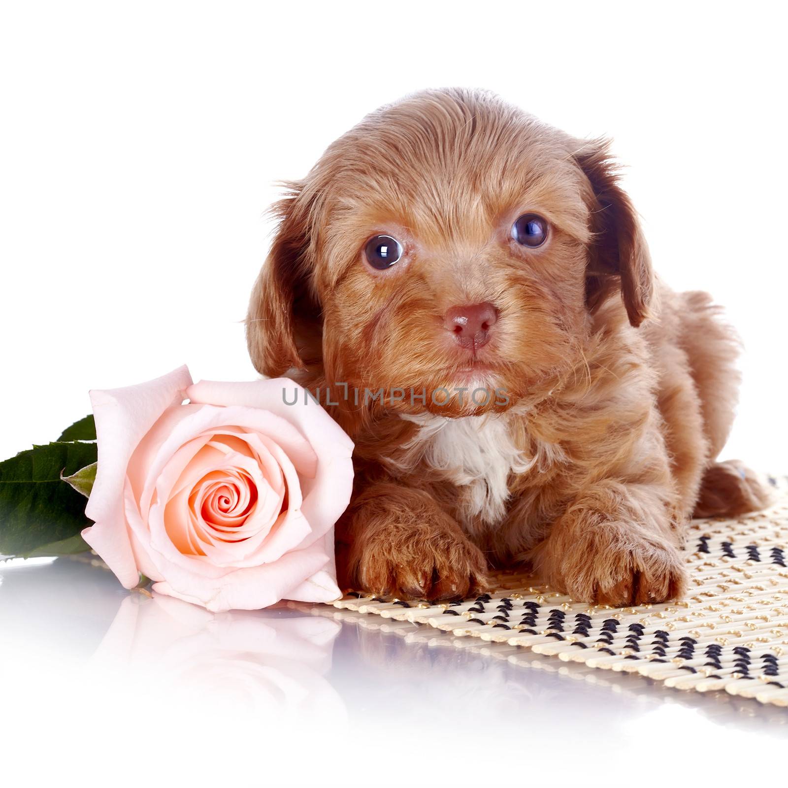 Puppy with a rose on a rug. Puppy of a decorative doggie. Decorative dog. Puppy of the Petersburg orchid on a white background