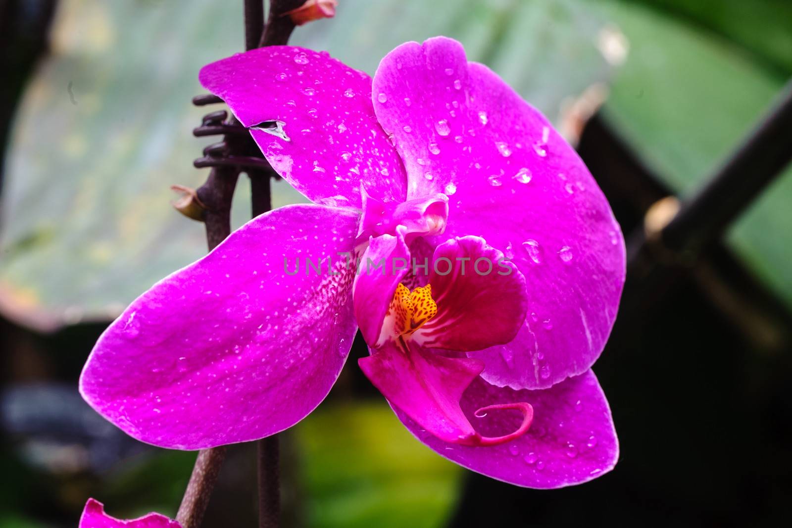 Winter flowers: pink cyclamen flowers in a greenhouse of Beijing.