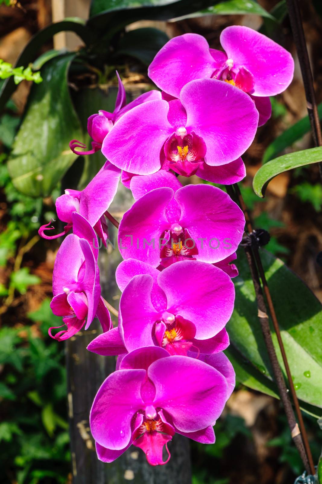 Winter flowers: pink cyclamen flowers in a greenhouse of Beijing.