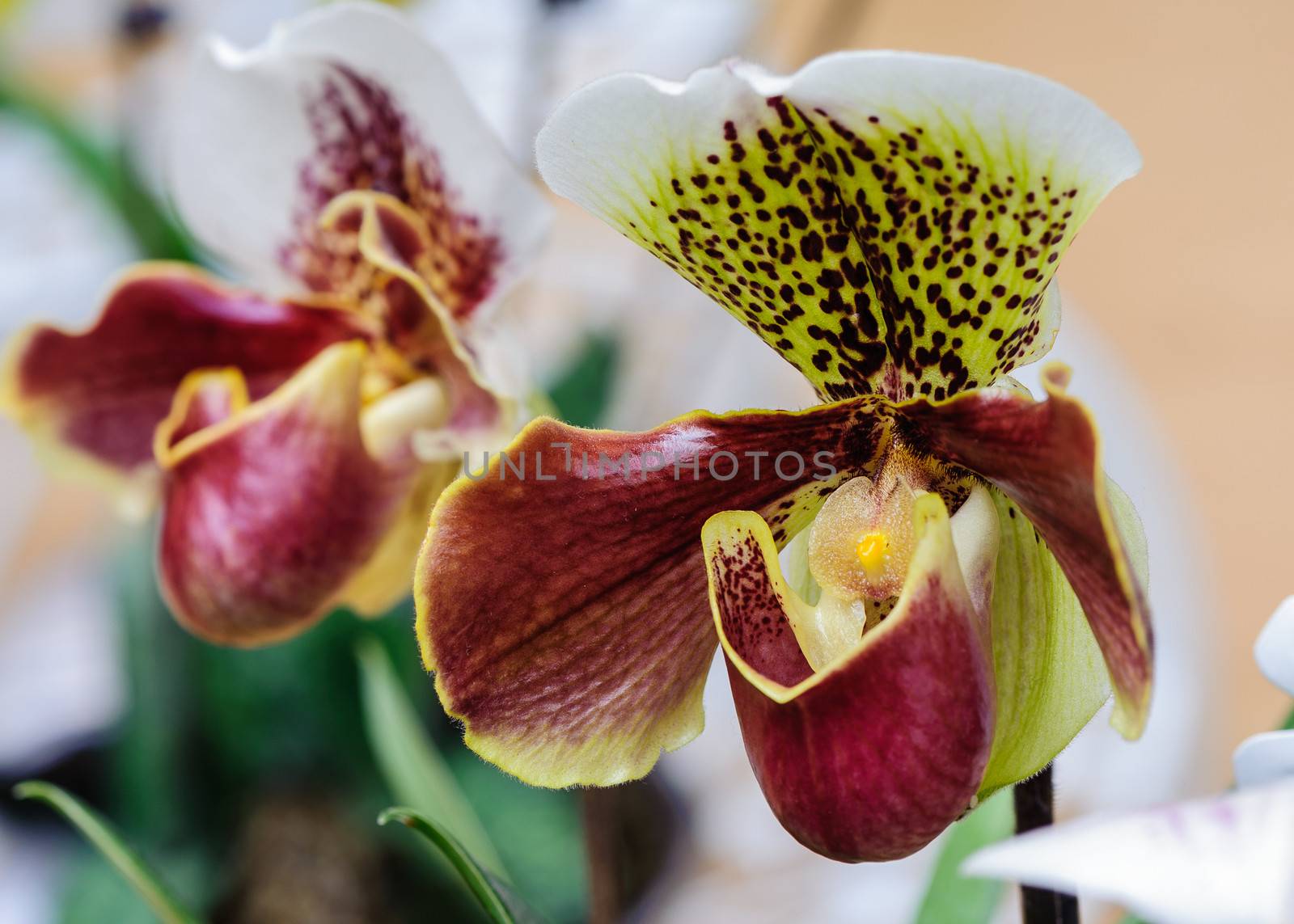 Winter flowers: Paphiopedilum flowers in a greenhouse of Beijing.