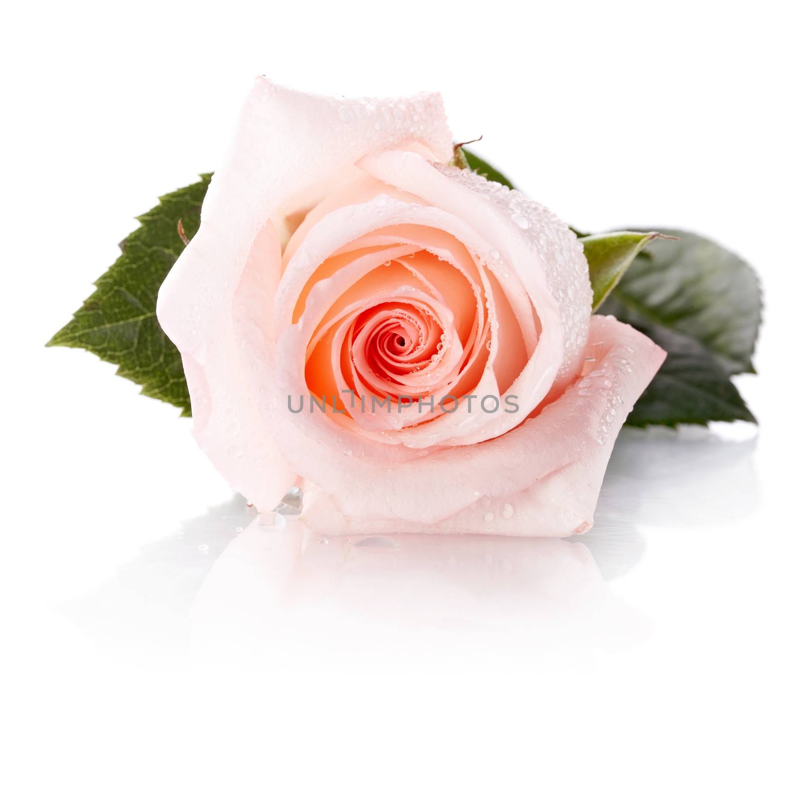 Beautiful rose. Pink rose. Rose on a white background. Pink flower.