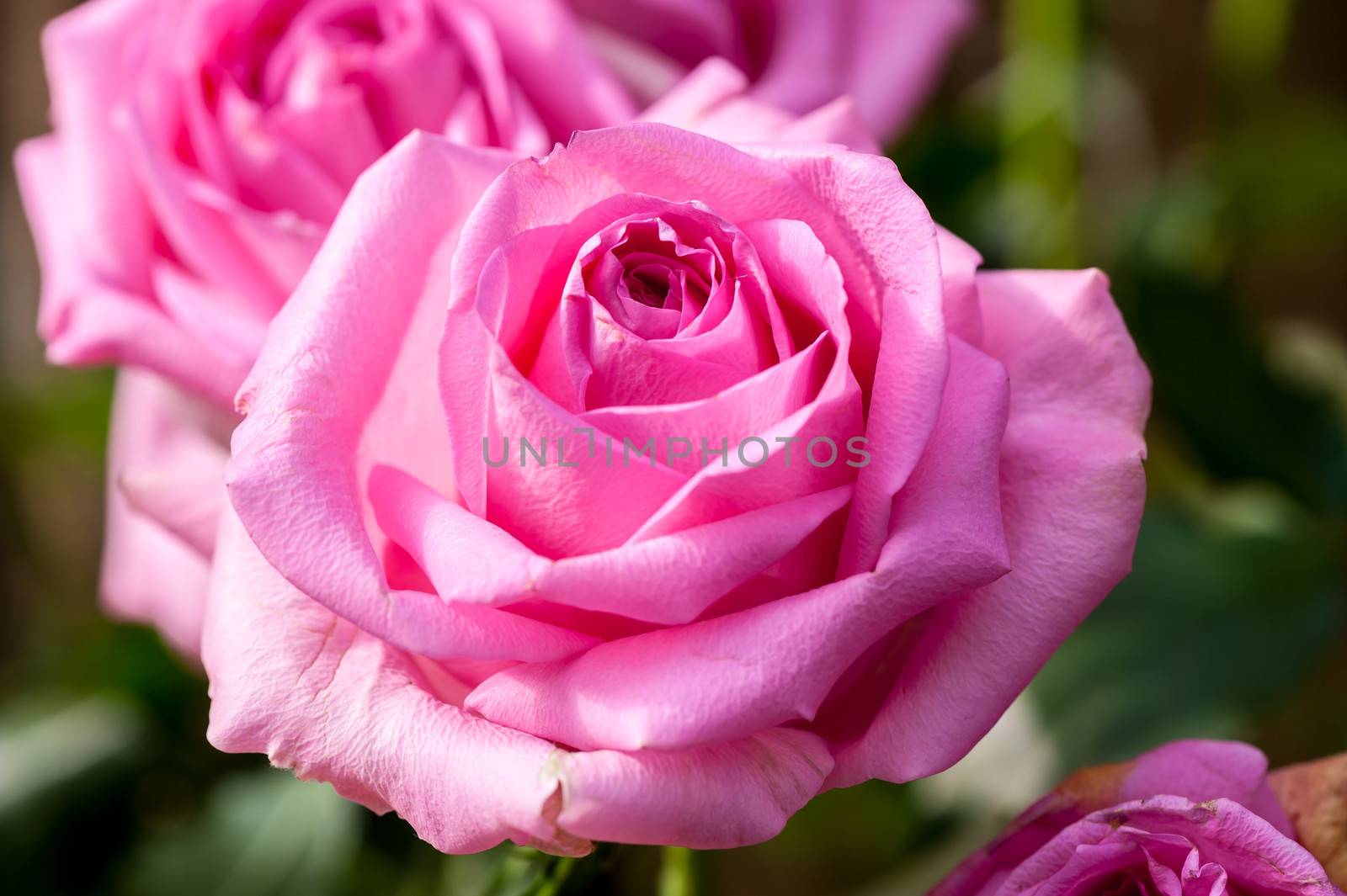 Winter flowers: pink rose flowers in a greenhouse of Beijing.