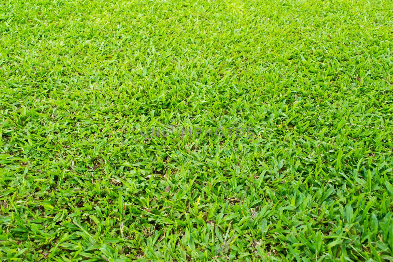 Green grass background texture