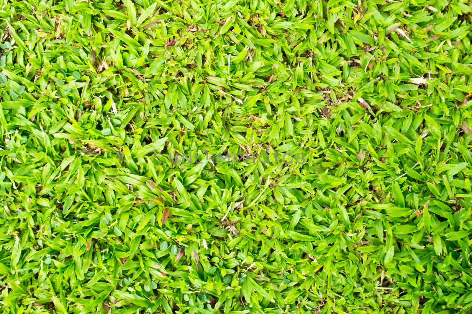 Green grass background texture