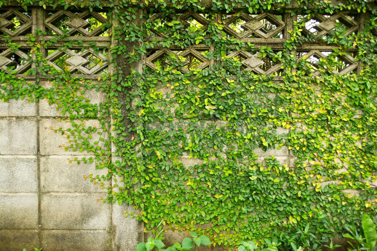 Green leaves wall for background