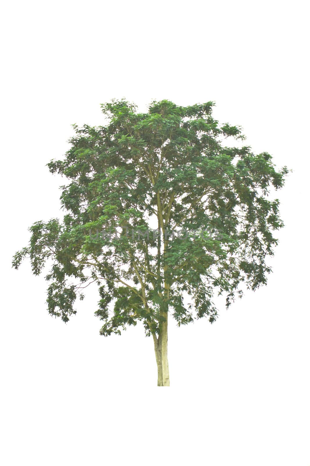 Tree isolate on a white