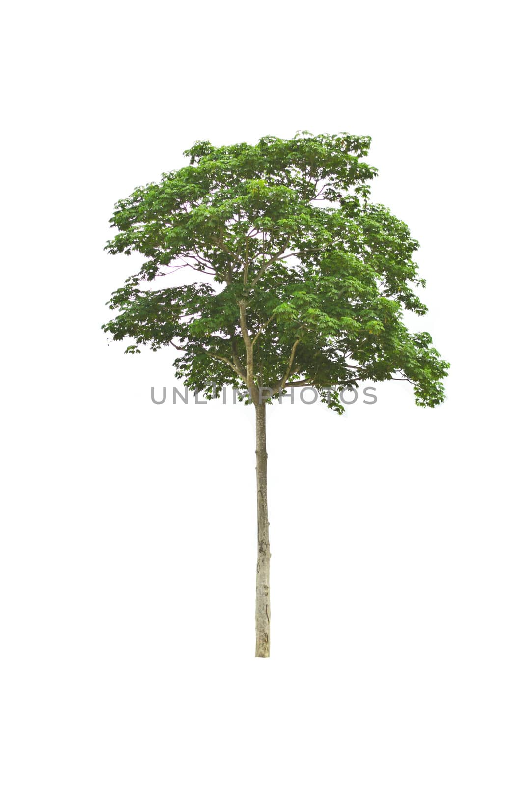 Tree isolate on a white