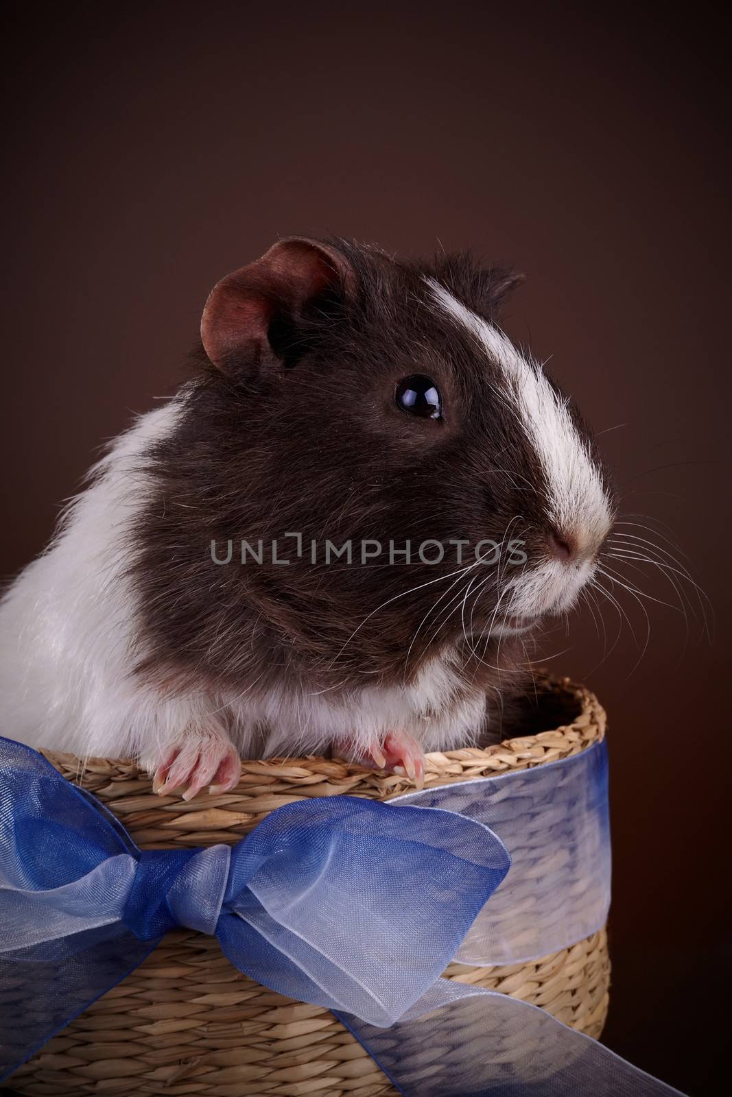 Guinea pig in a basket with a bow. Nice rodent. Little small animal.