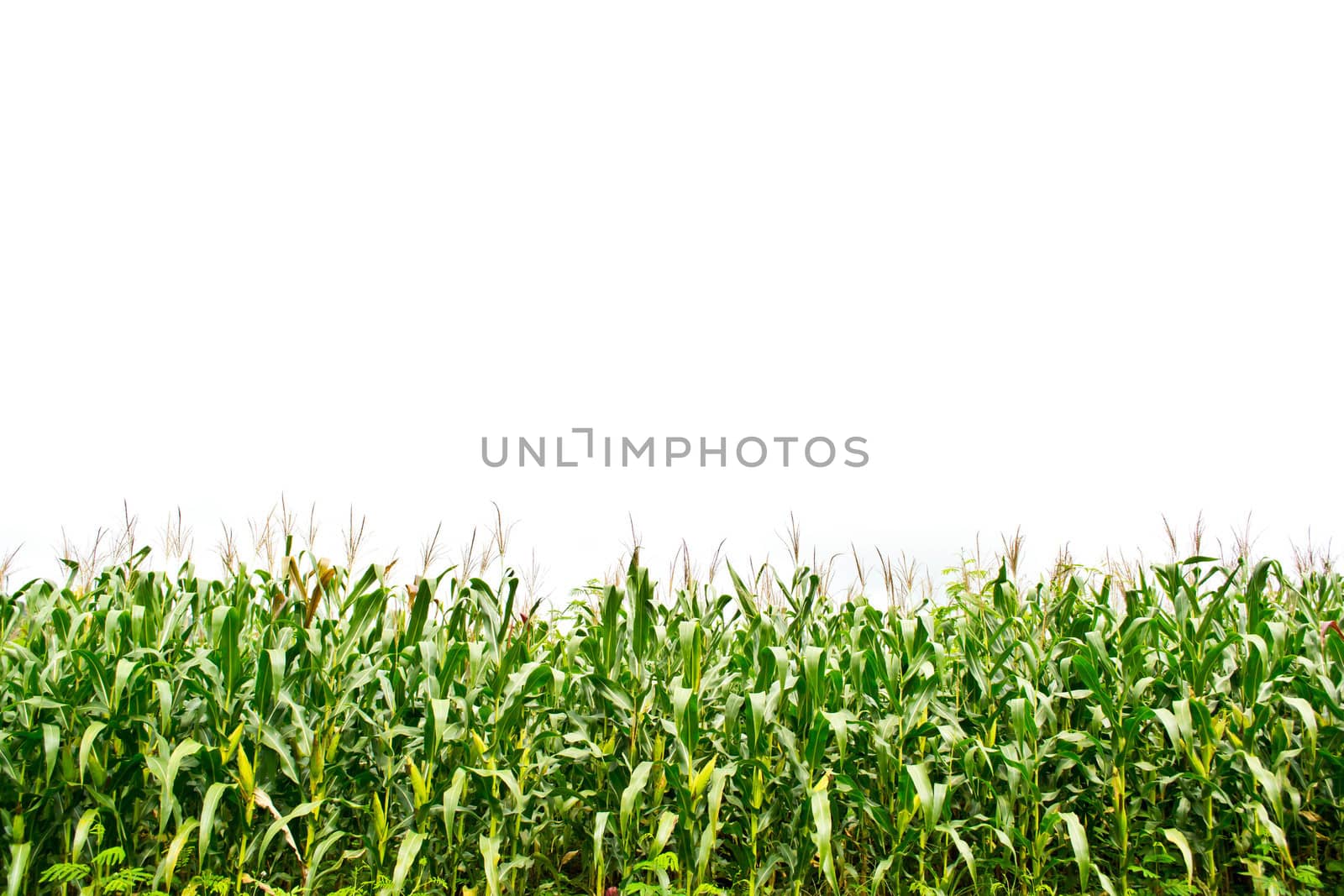A green field of corn growing up