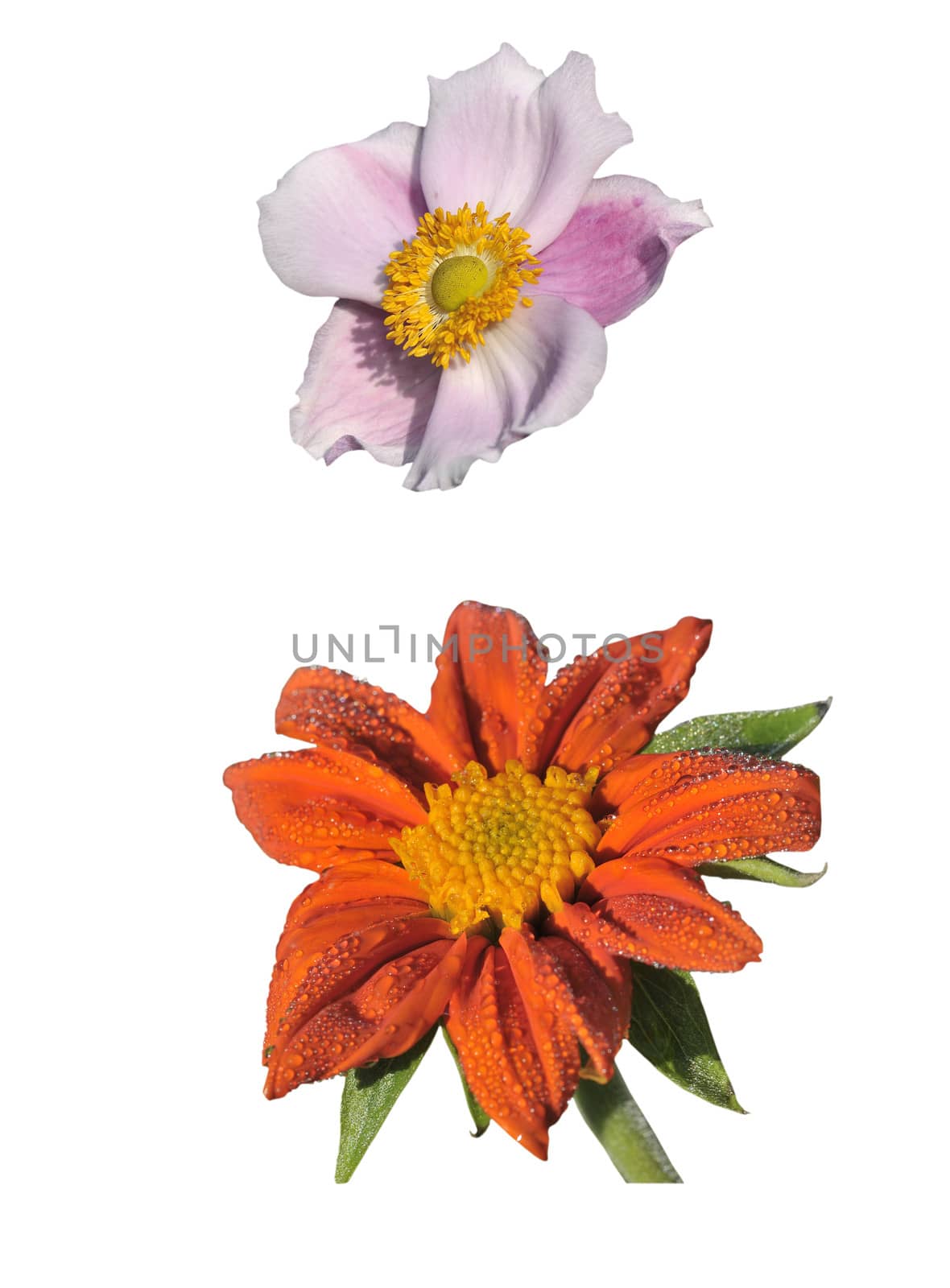 Anemone and Tithonia Speciosa isolated on white background