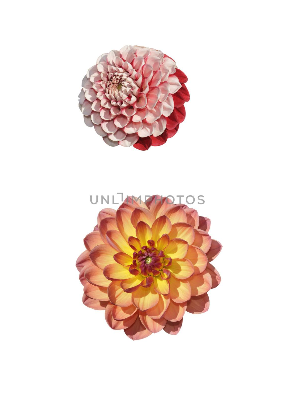  Two dahlias  isolated on white background