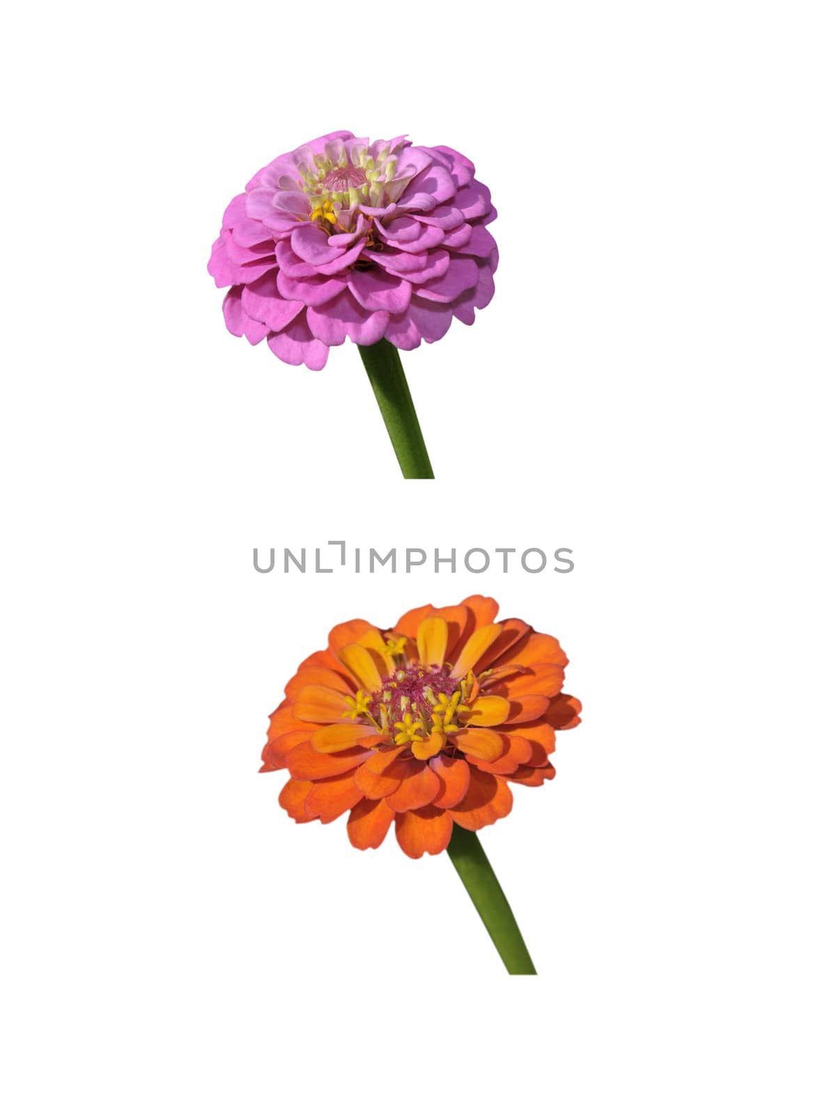 Zinnia orange and purple by Hbak