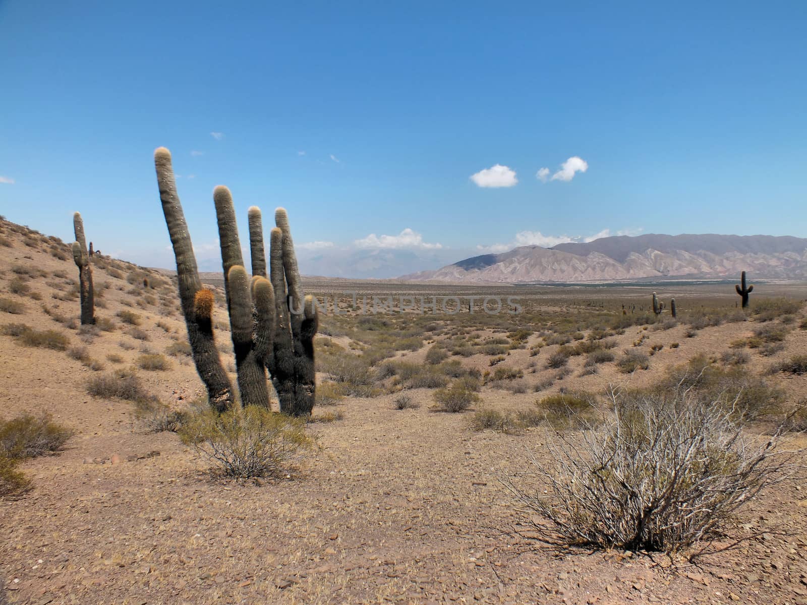 The Los Cardones National Park is an official reserve recently set up to protect the giant cacti such as the ones seen here. The 'cardones' grow only a few millimetres per year and their wood has been over-exploited in the past so they are now protected.