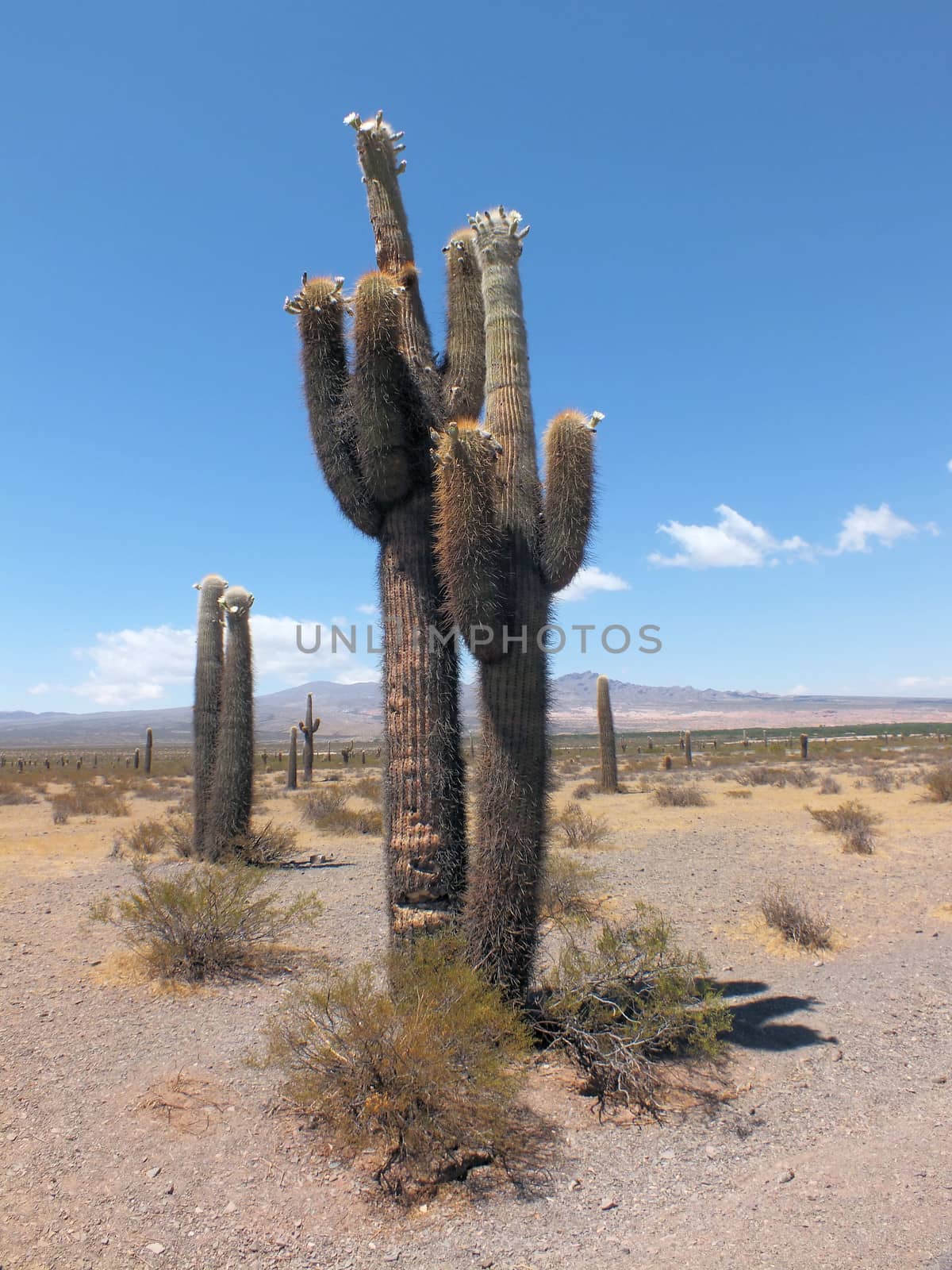 The Echinopsis atacamensis cactus has a tall columnar habit, sometimes forming branches and becoming treelike. It grows to about 33ft high, with stems to 28 inches across. The rose-white flowers are 4-5½  inches long, borne on the sides of the stems