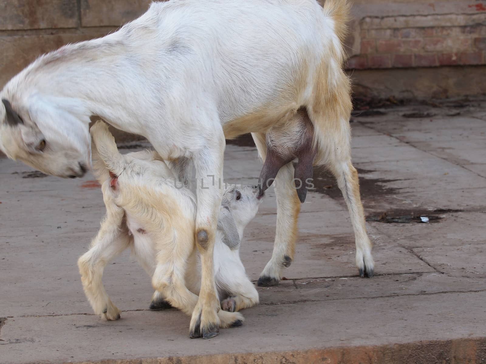 baby goat by nevenm