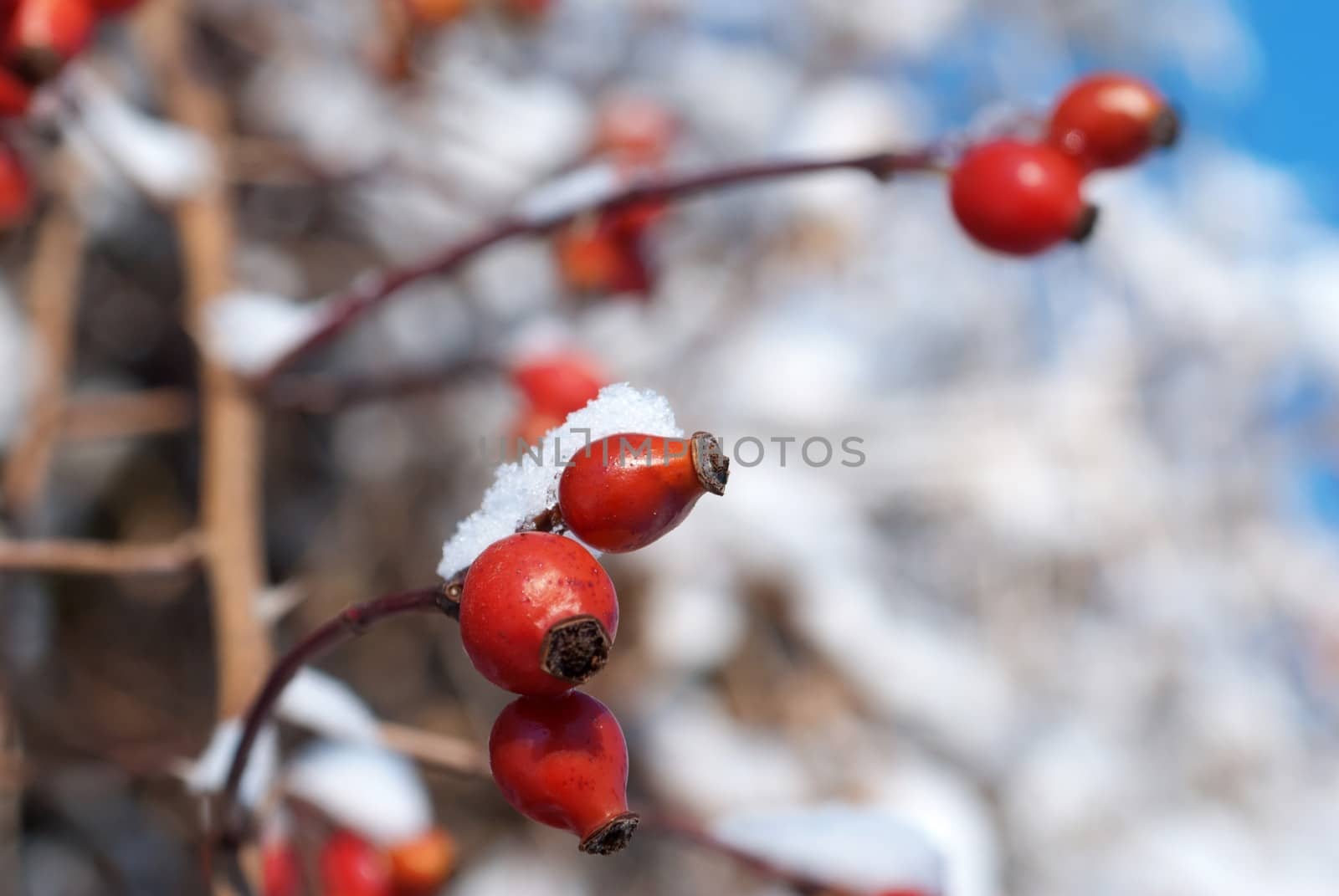 Briar covered with snow in Winter