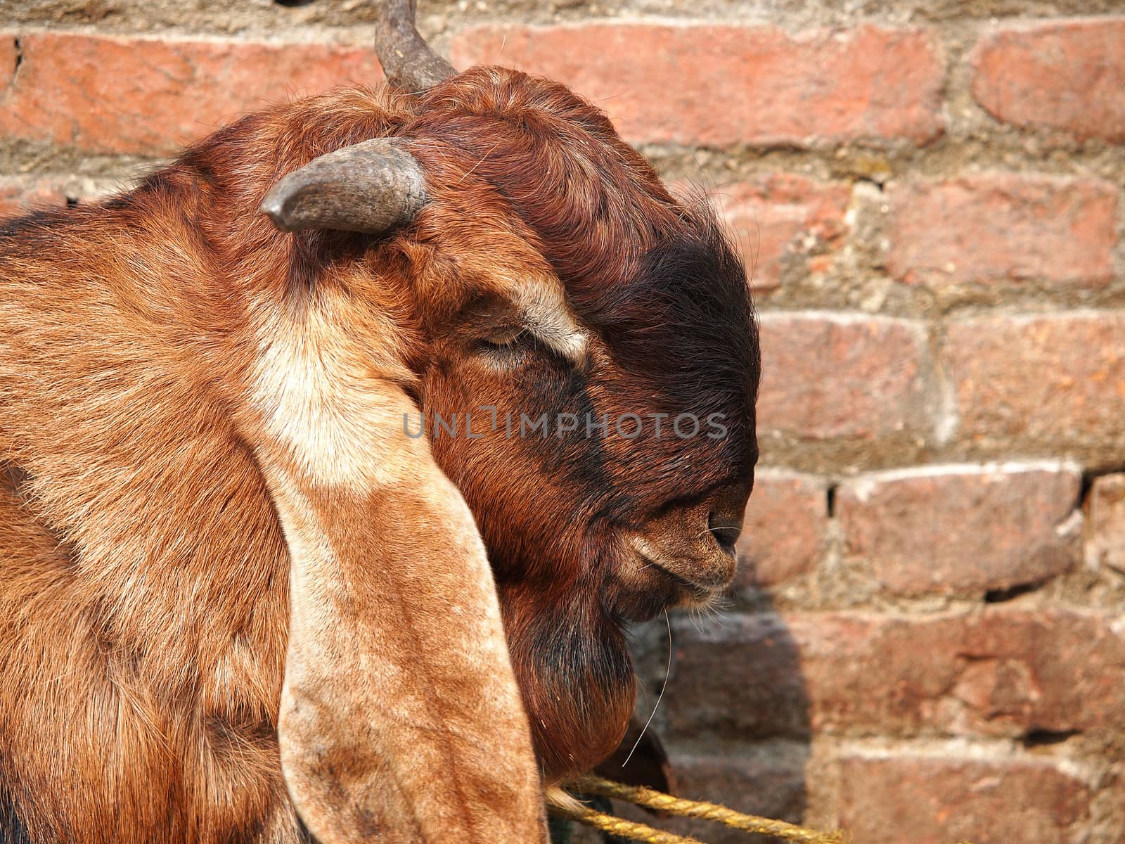 head of brown goat near the red brick wall in Kathmandu Nepal      