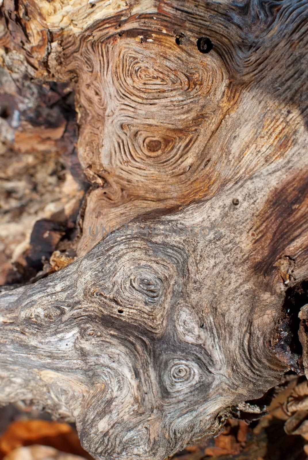 wood stump texture, wooden background by mitakag
