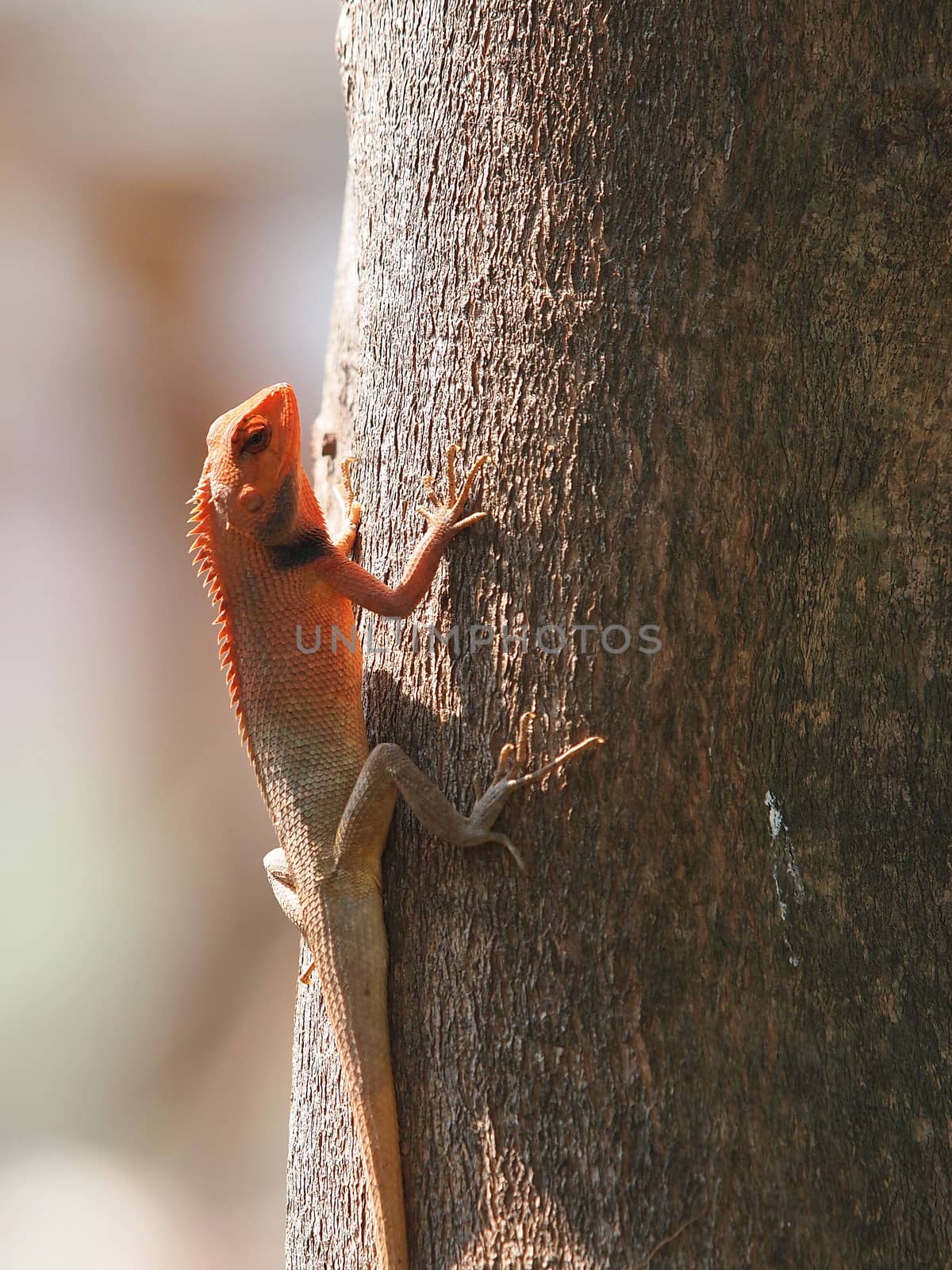 orange lizard sitting on wood in the natural habitat. close-up photos       