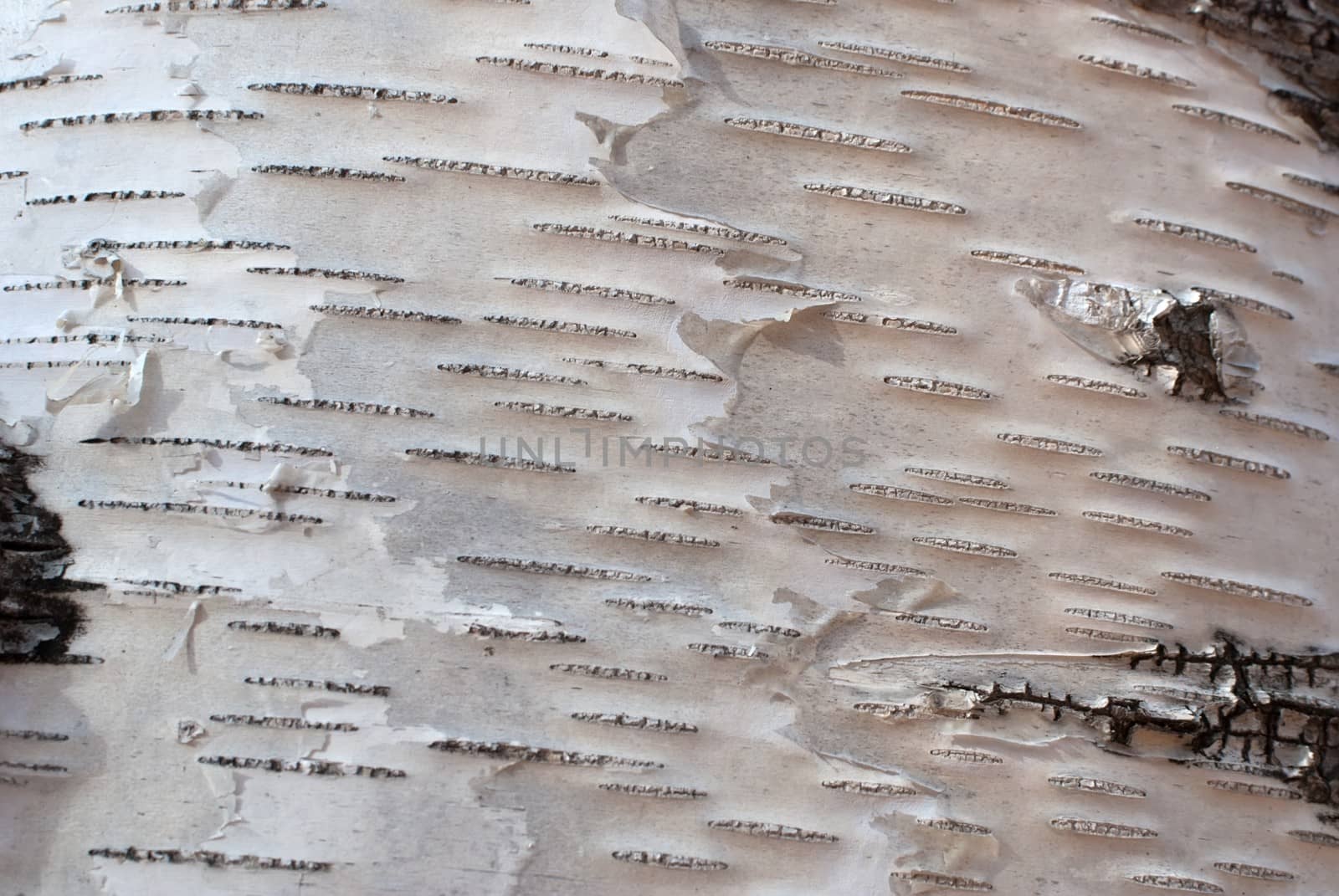 Texture of birch bark