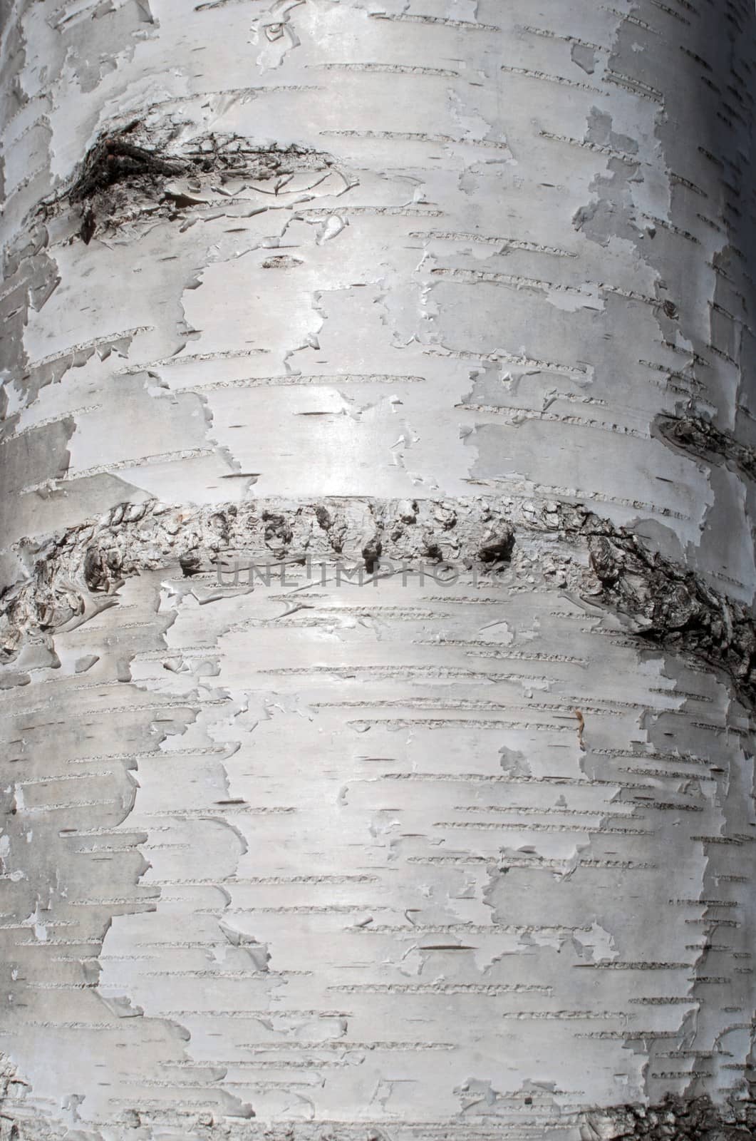 Texture of birch bark by mitakag