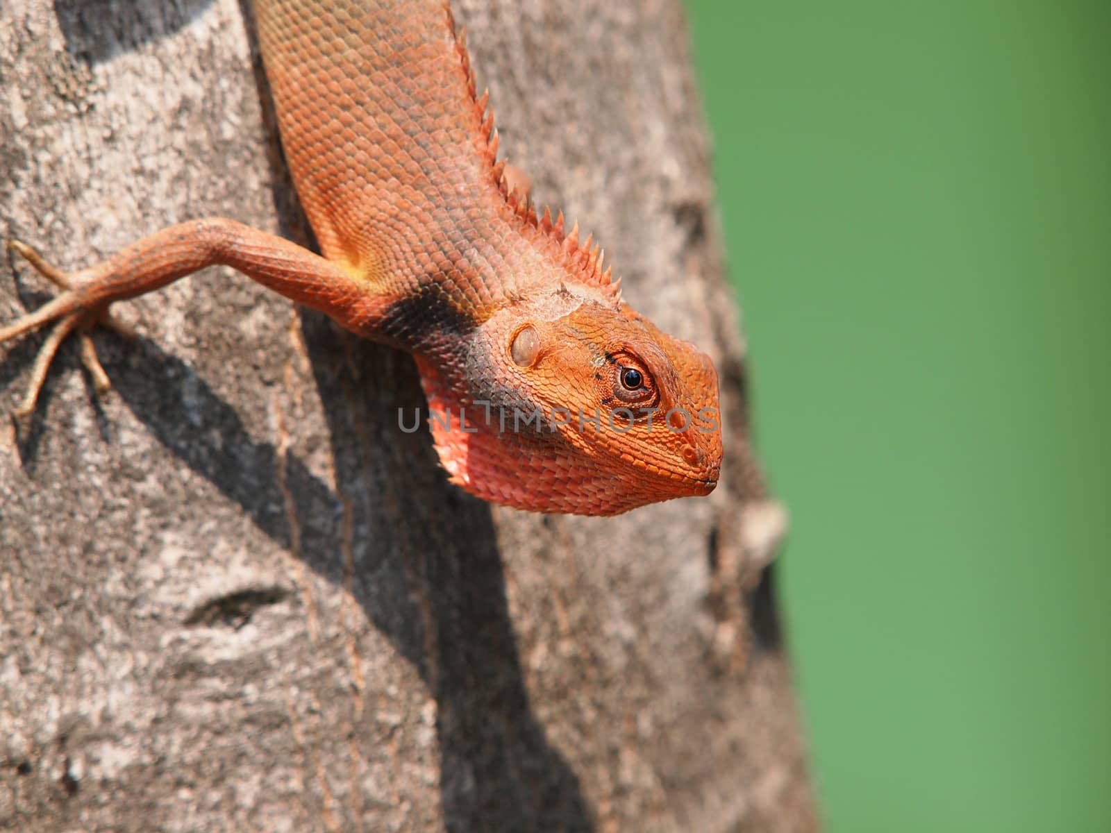 orange lizard sitting on tree in the natural habitat. close-up photos       