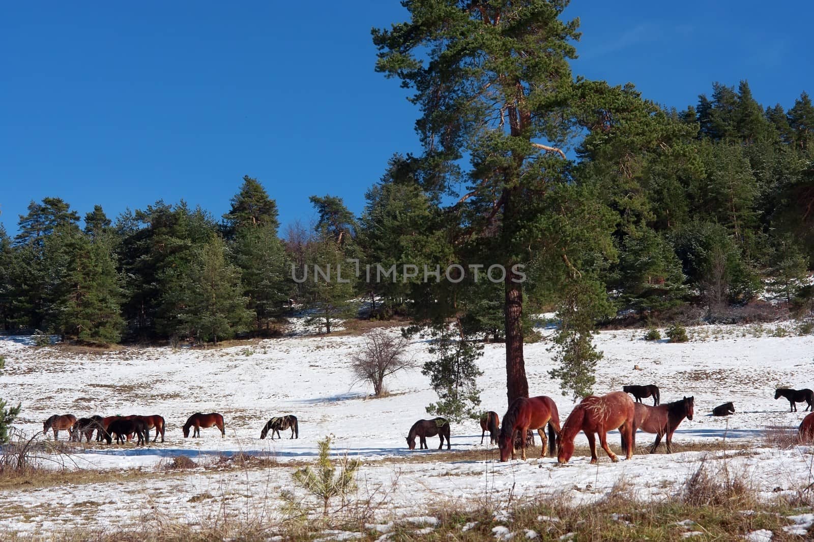 Horses in snowy rolling meadow