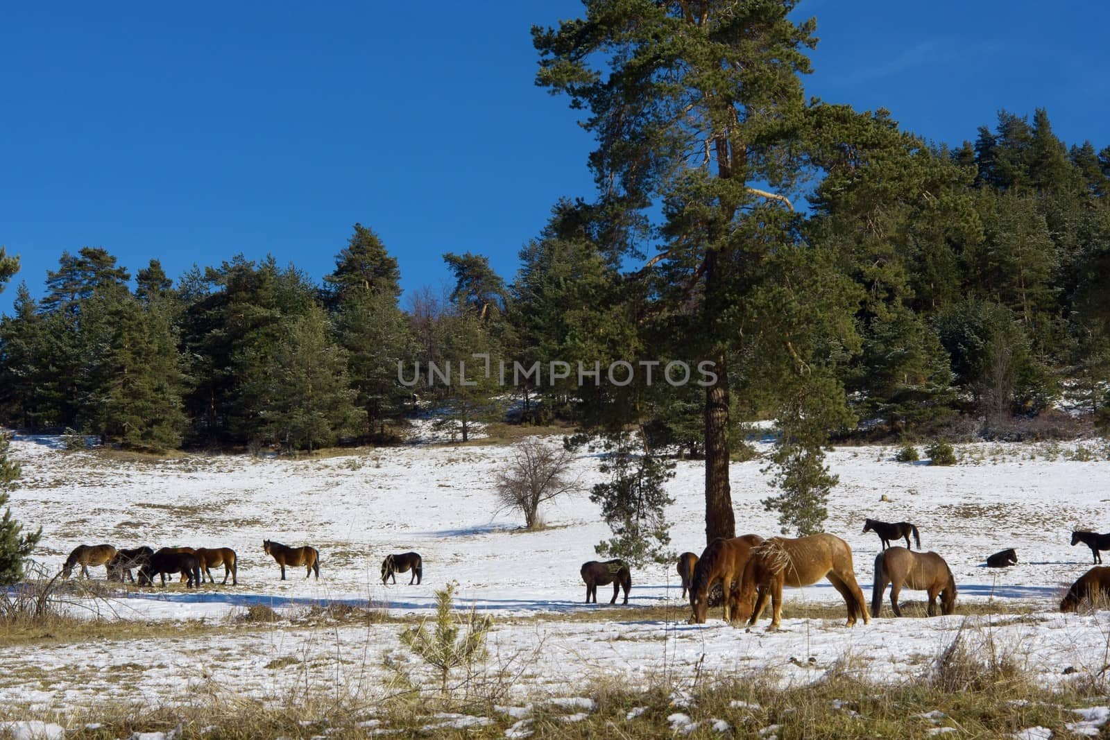 Horses in snowy rolling meadow