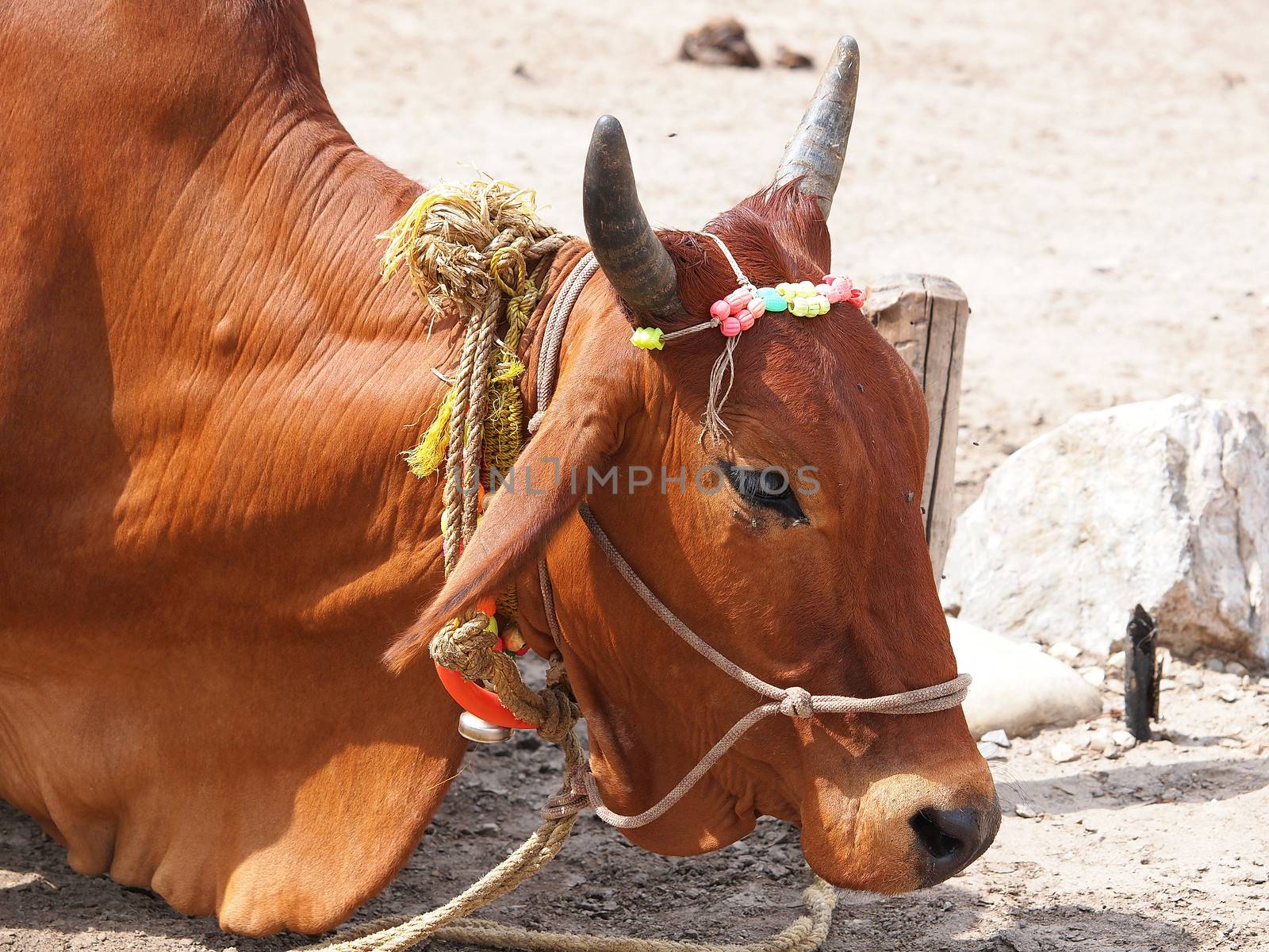 holy cow on the street of Varanasi India        