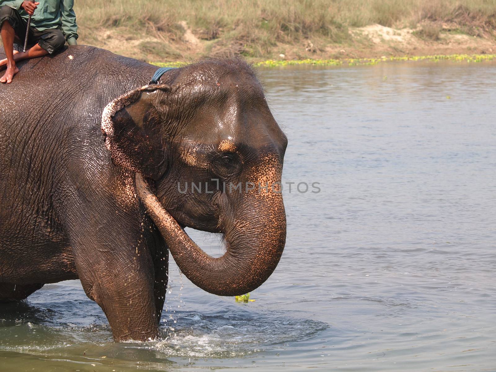 elephant bath by nevenm