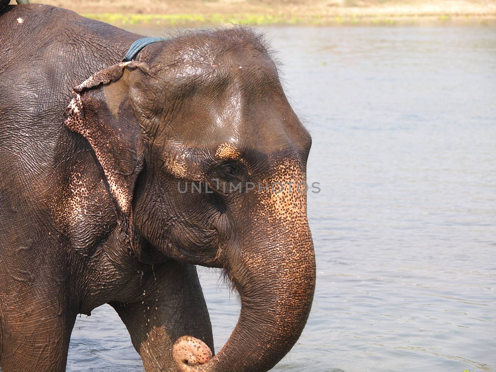 elephant bathing in the river     