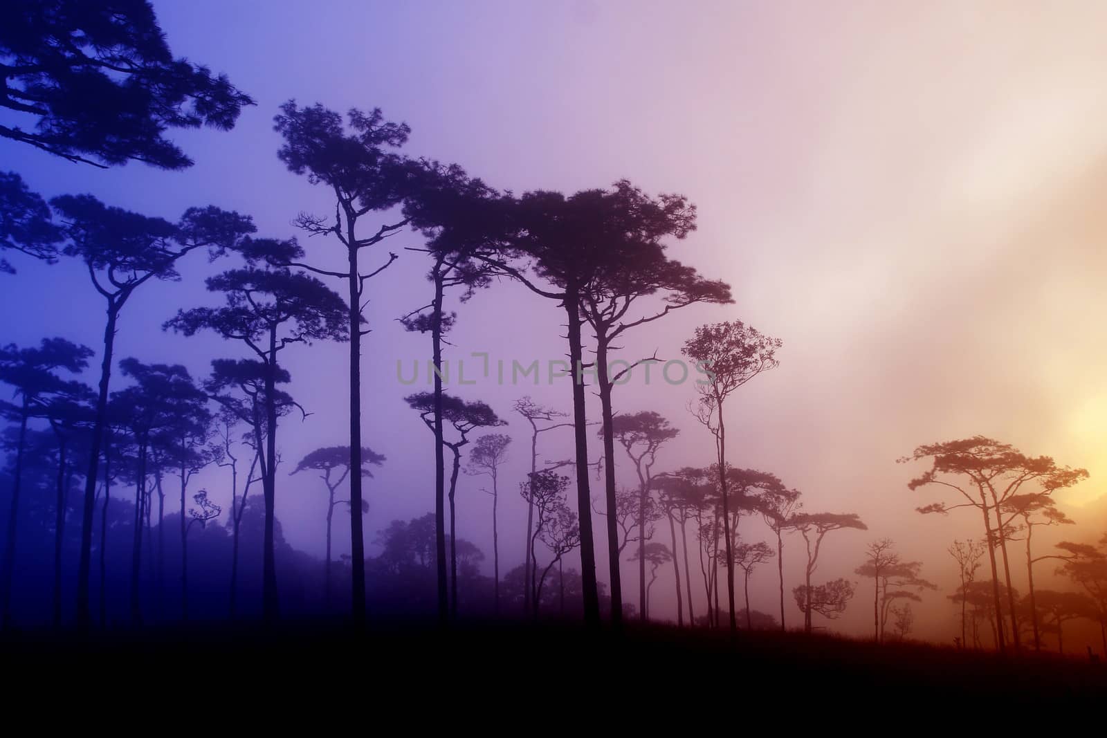 Pine forest in Thailand
