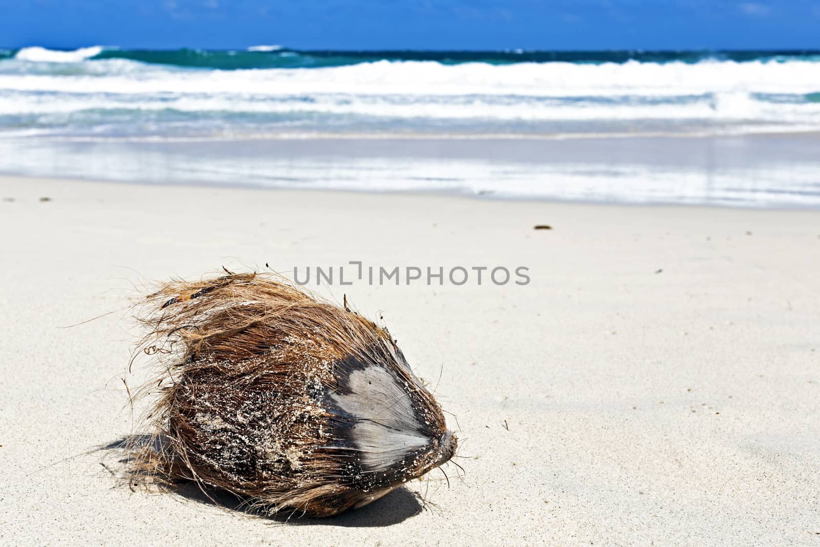 Coconut on the tropical beach