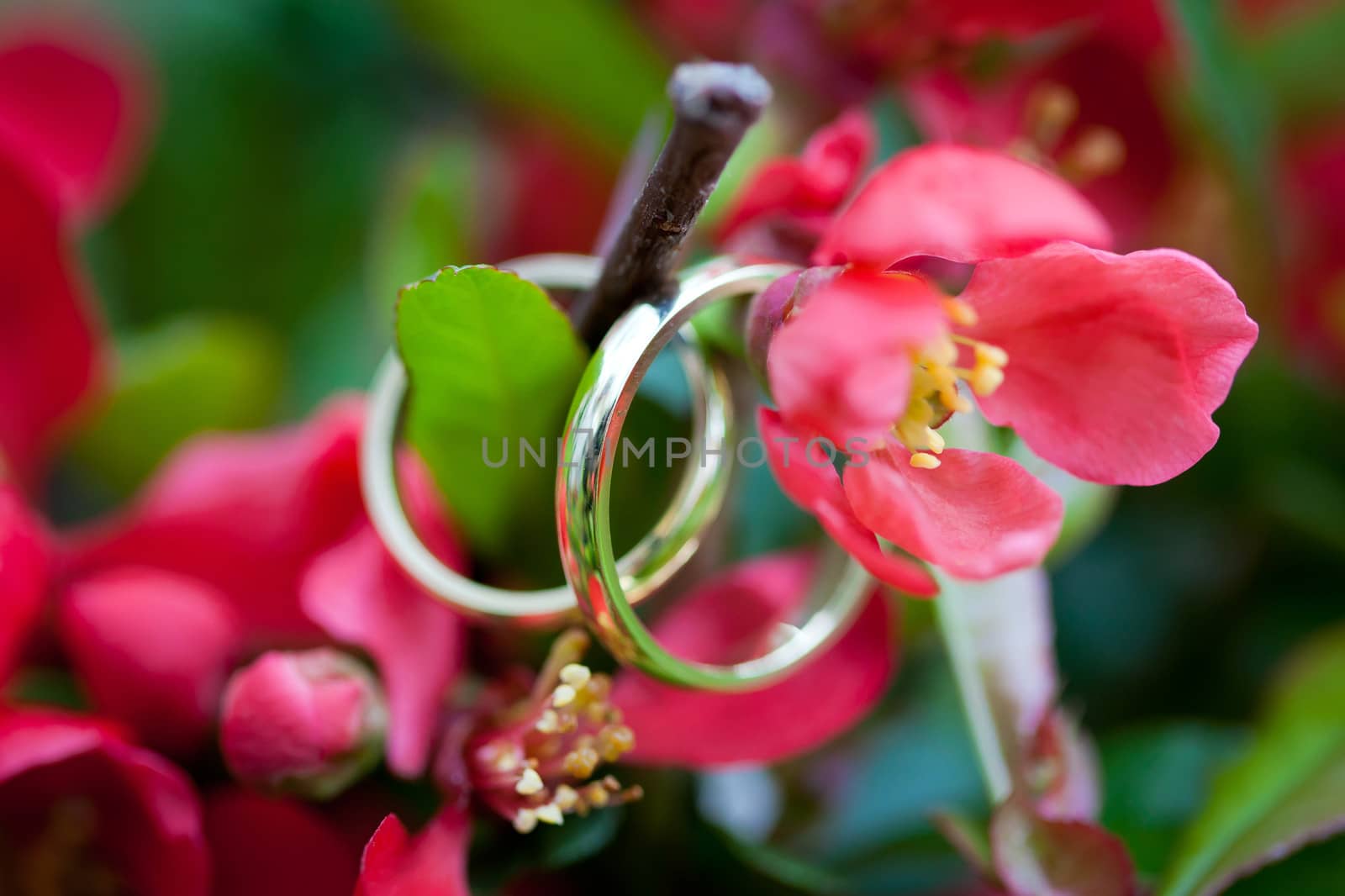 Wedding rings closeup with red wild flowers