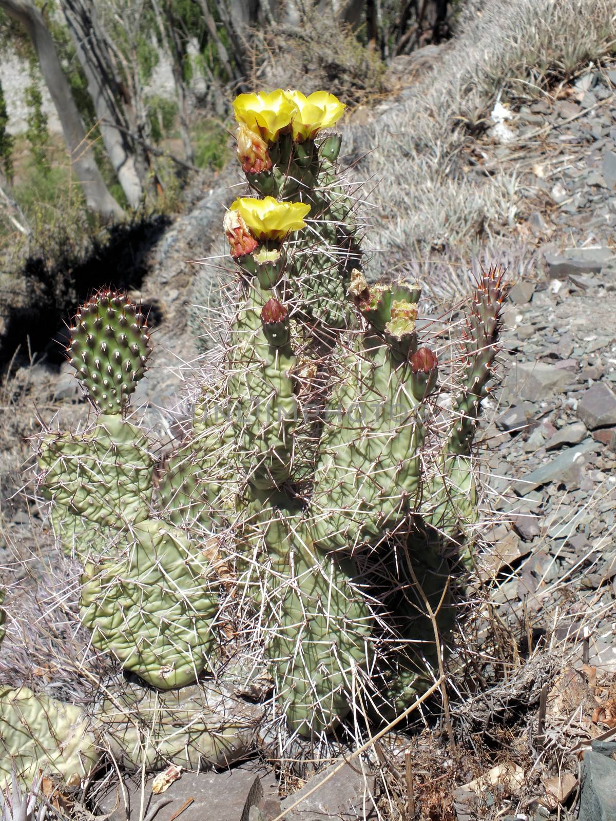 The Jointed Prickly-pear occurs naturally in Argentina, Paraguay and Uruguay and is considered an invasive species in Africa and Australia.