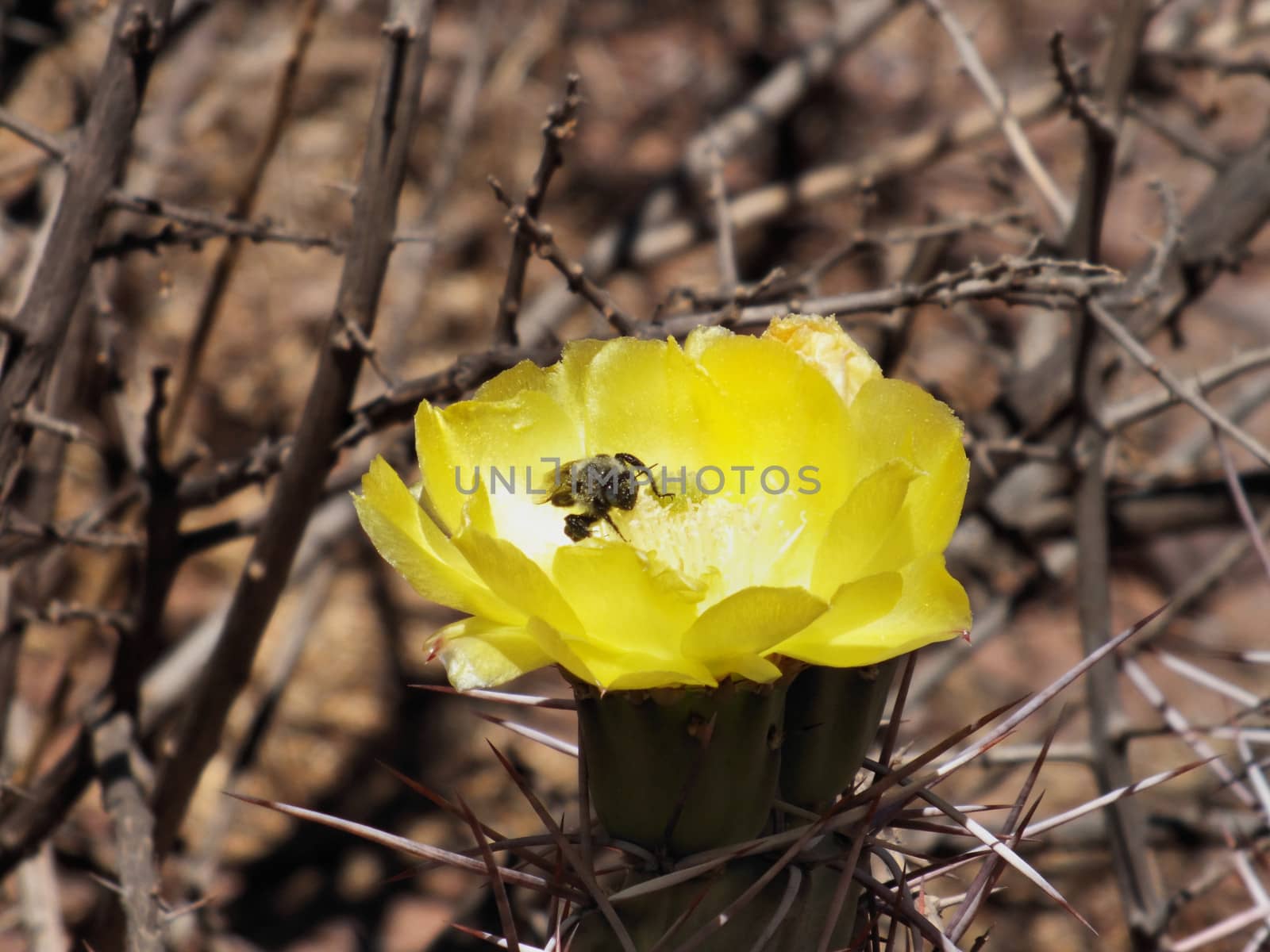 A close up photo of a bee pollinating a Jointed Prickly-pear cactus flower